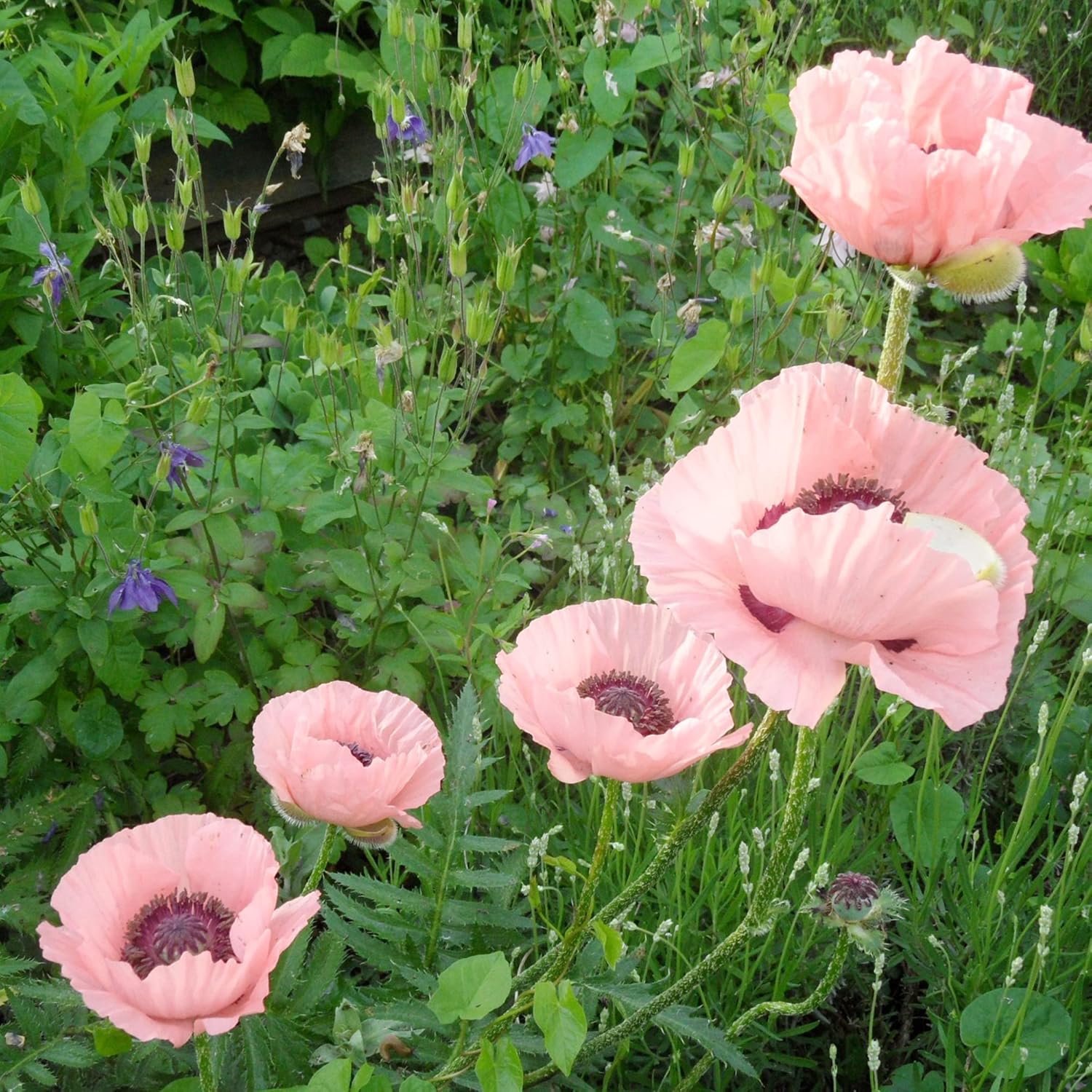 YEGAOL Garden – Semillas orientales de amapola oriental “Princesa Victoria Louise”, atrae polinizadores, bordes tolerantes a la sequía, ciervos y