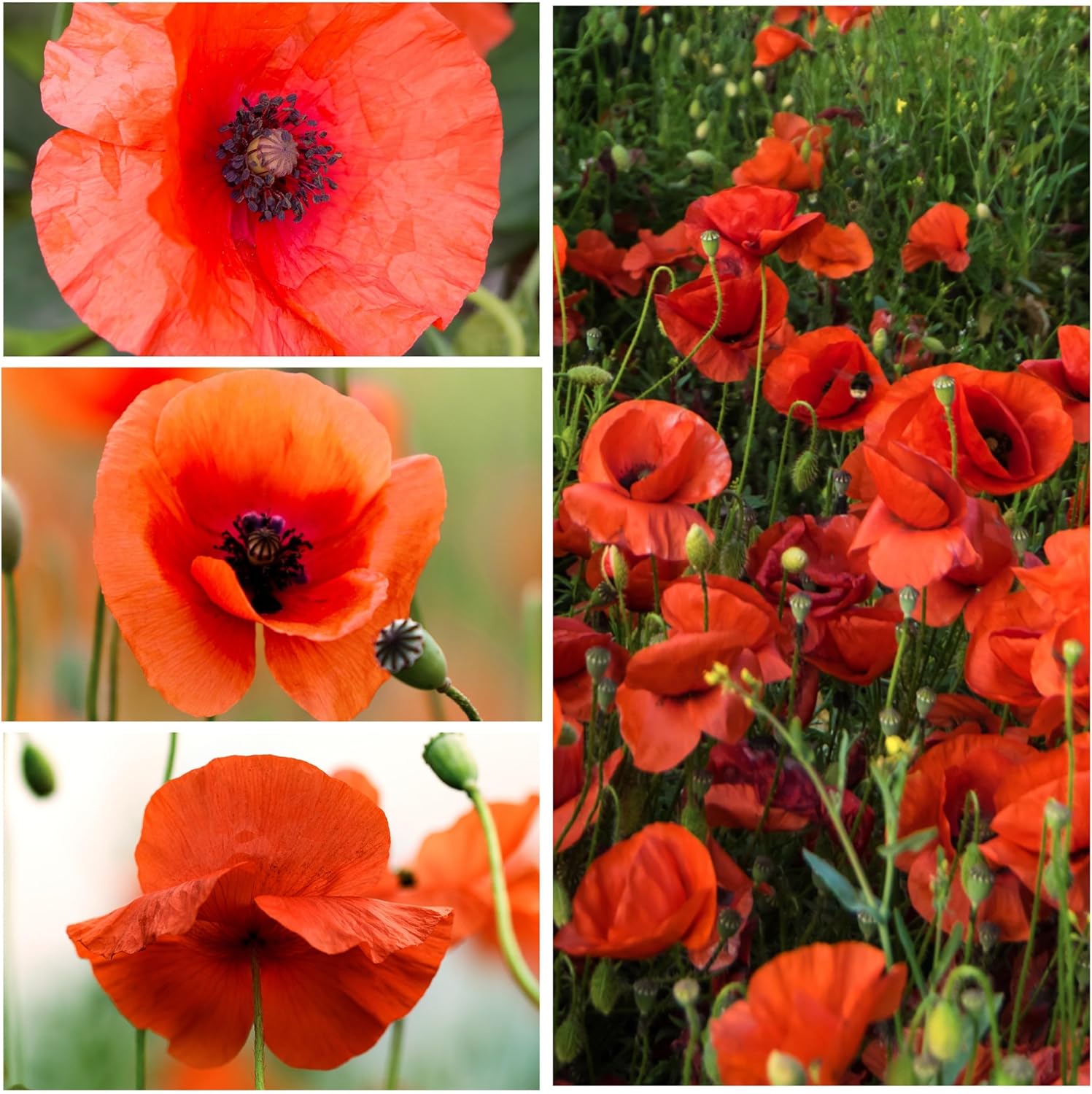 Seed Needs, Semillas de amapola roja  10,000 semillas tradicionales para plantar papaver rhoeas  Amapola de maíz anual que atrae mariposas al jardín