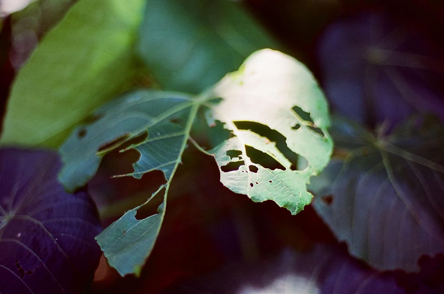 RETO Amber T200 1.378 in Color Negative Cine Film, 27 exposiciones, ISO200, 135, Cinematic, Estilo de imagen en movimiento, proceso C41