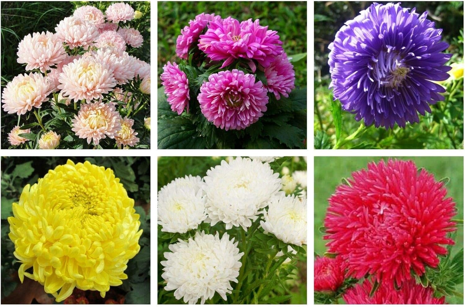 30 Semillas Mixtas Paeony Aster Callistephus Peonía Rojo Rosa Blanco Azul Púrpura Flor #LKY