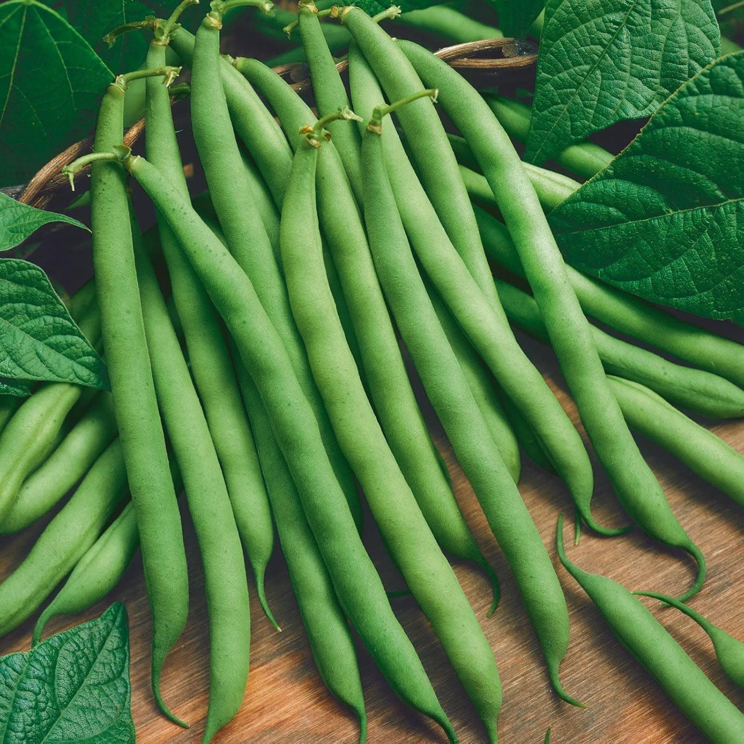 Semillas de frijol (arbusto)  Blue Lake 274-1 libra  Semillas de verduras, semillas de reliquia, semillas polinizadas abiertas fáciles de cultivar y
