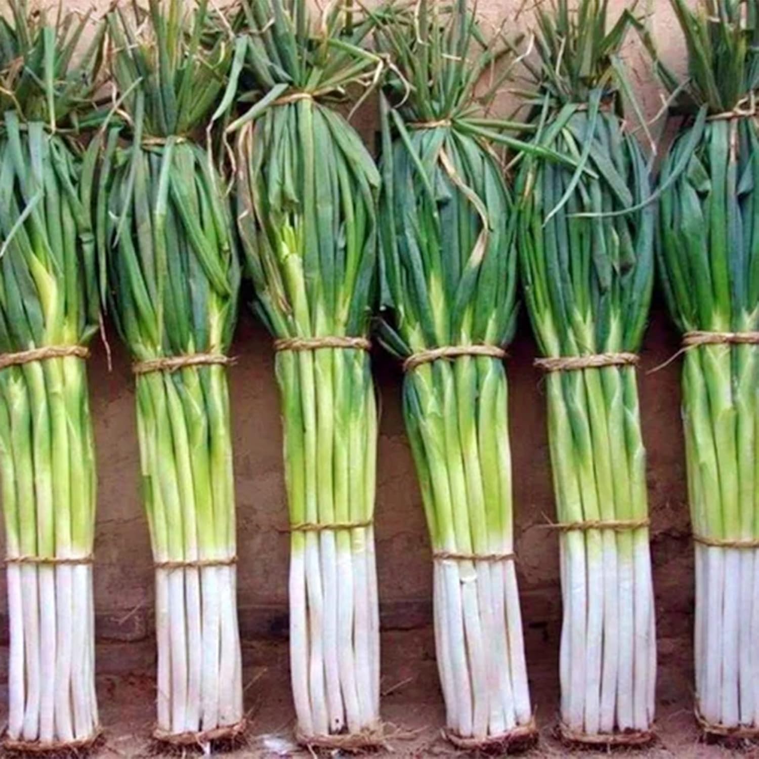 QAUZUY GARDEN 1000 semillas de cebolla galesa (cebolla galesacebolla de primavera) Semillas de cebolla verde larga, semillas vegetales tradicionales