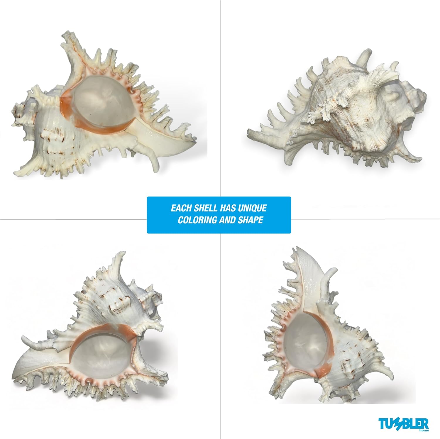 Murex Shell, conchas marinas para decoración, conchas marinas grandes, conchas grandes reales para decoración de habitaciones playeras, soportes