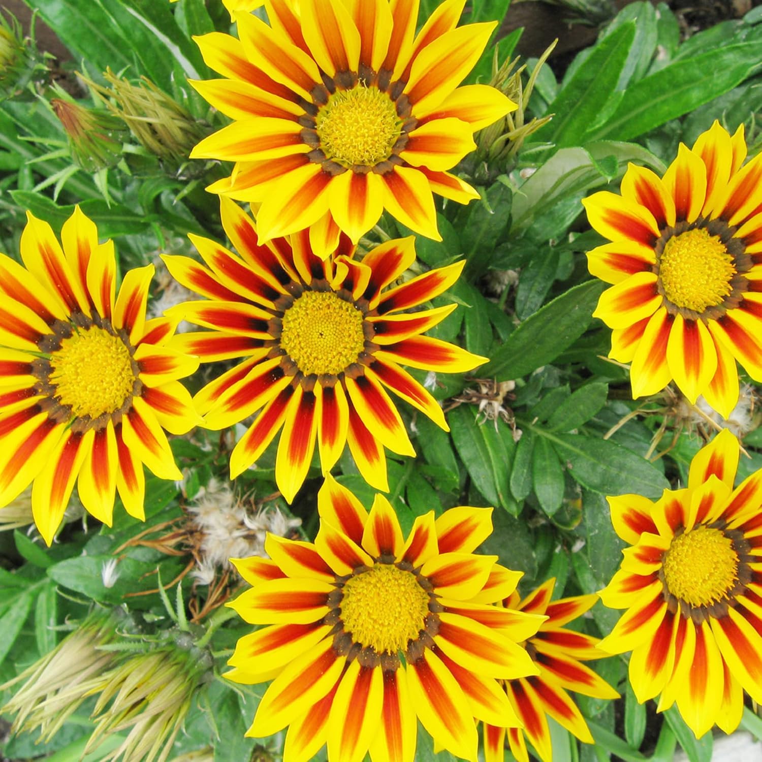 YEGAOL Garden – 100 semillas de Gazania para plantar sin OGM tolerantes a la sequía, plantas de cobertura del suelo, semillas anuales de bajo