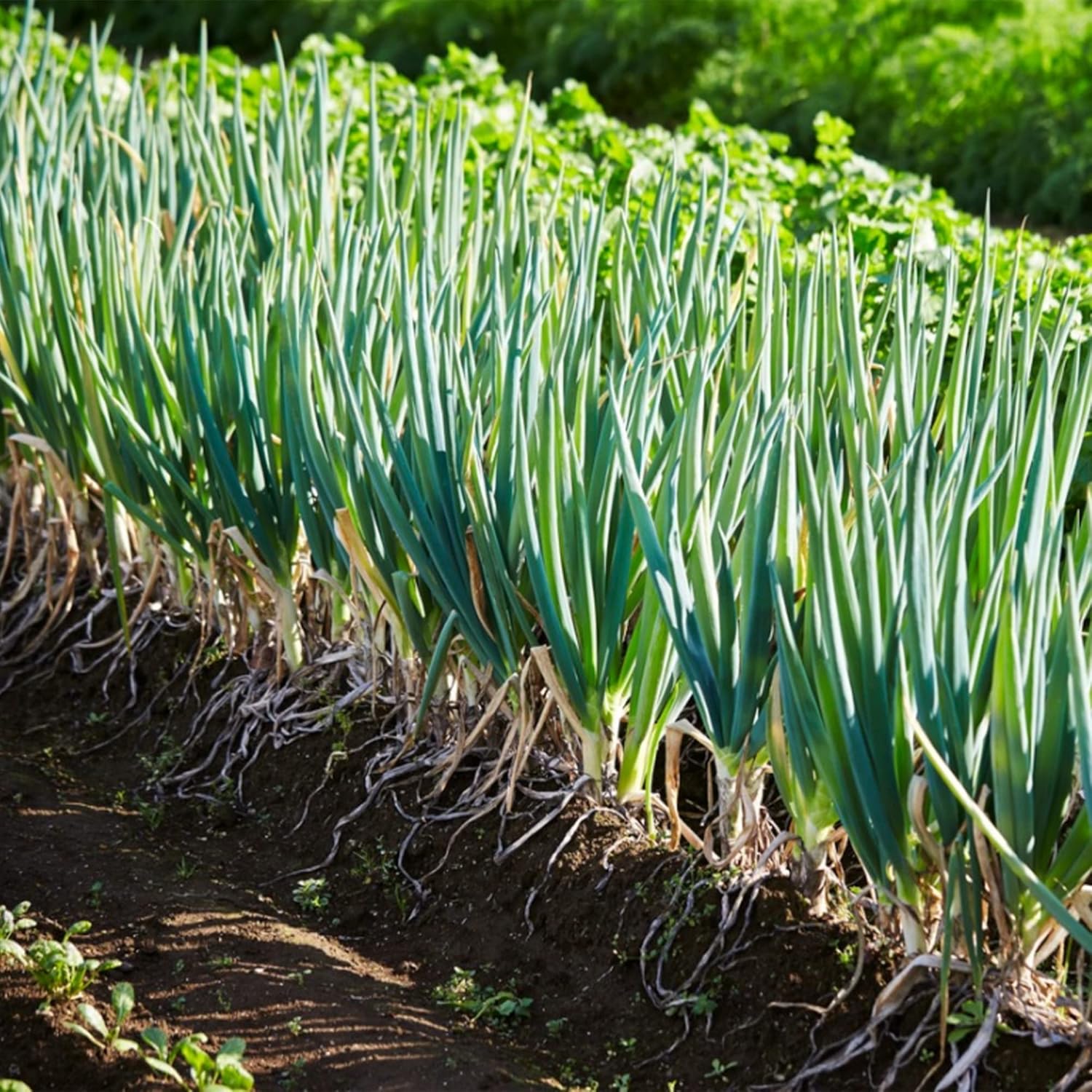 QAUZUY GARDEN 50 semillas de cebolla verde, semillas sin OMG, fáciles de cultivar, de crecimiento rápido, perenne, para interiores y exteriores