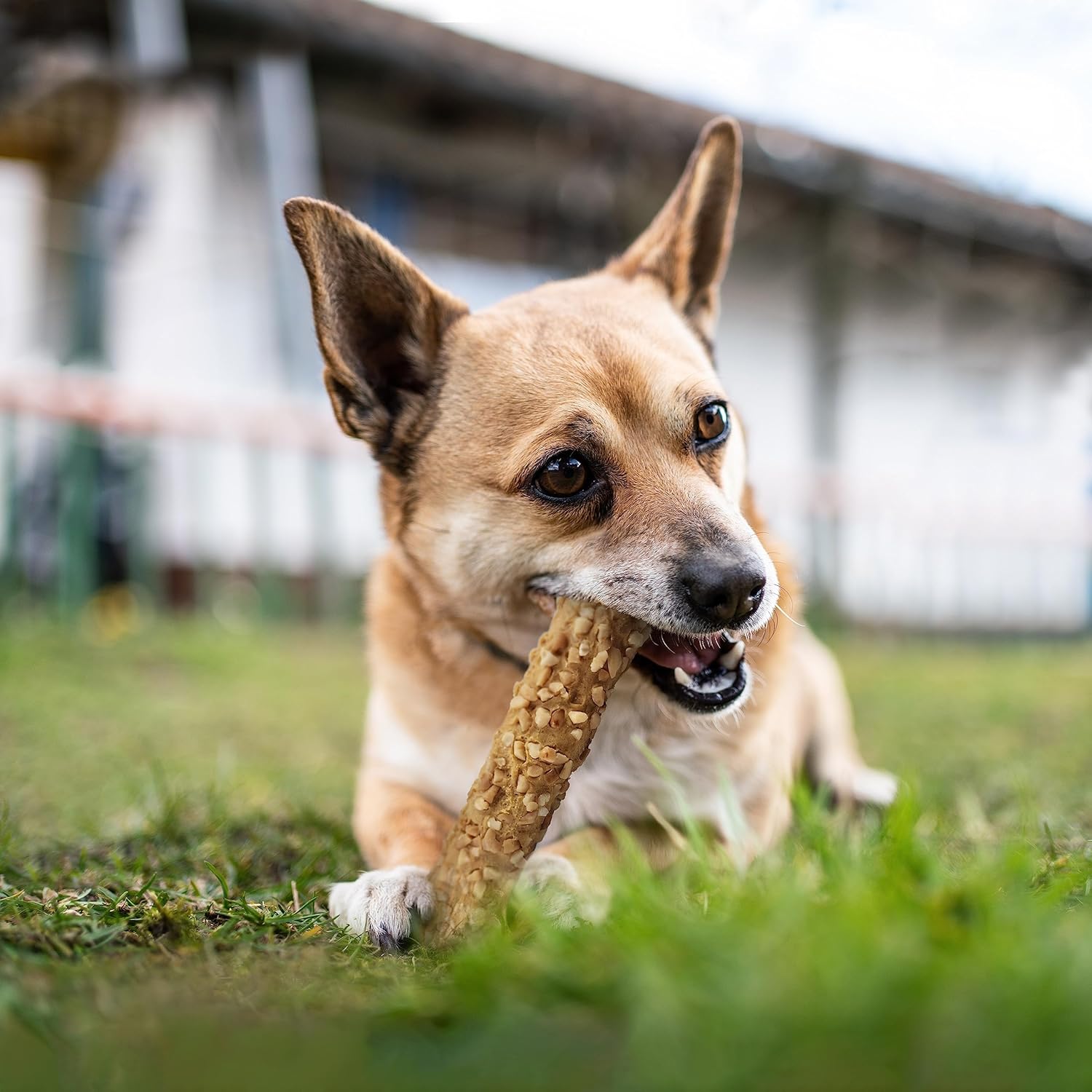 Cadet Smart Hide – Golosinas para perros sin cuero crudo, con revestimiento de maní, 2 unidades