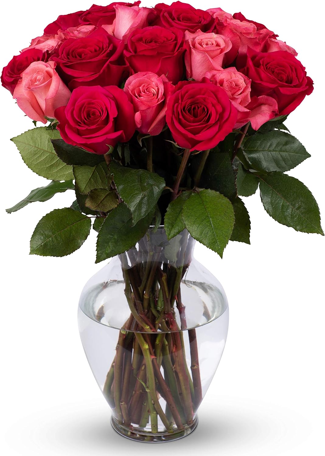 Benchmark Bouquets 24 rosas de belleza ruborizadas de alta calidad, jarrón de vidrio incluido, regalo de flores frescas para cumpleaños,