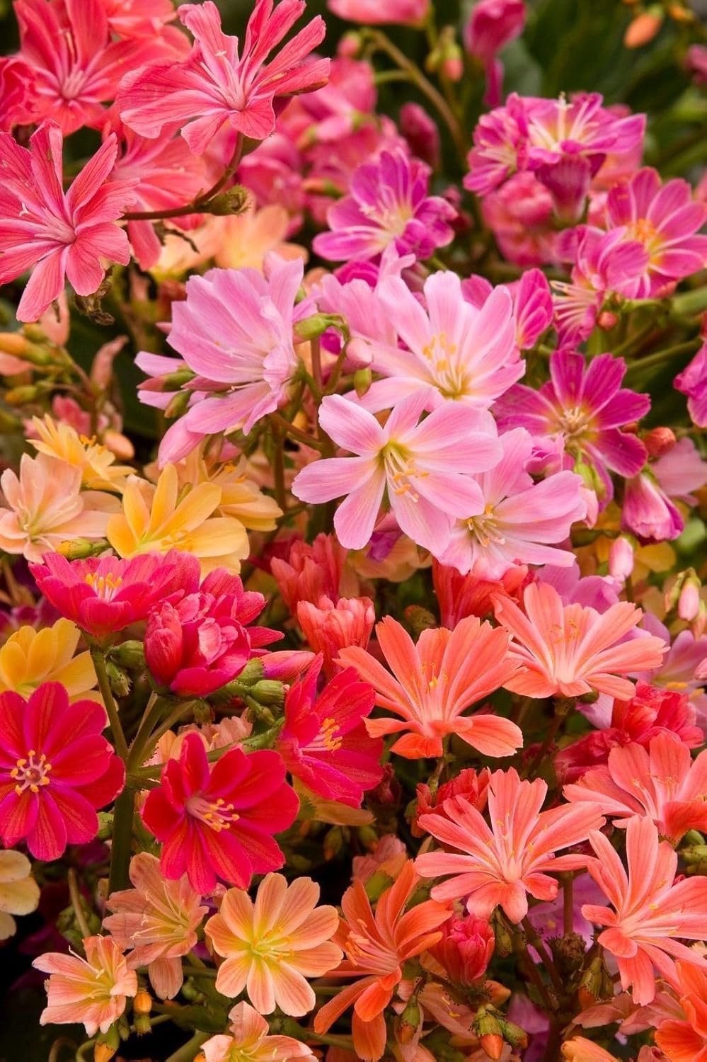 20 LEWISIA Cotyledon-Hybr. Galaxy Mix) Excelente en contenedores