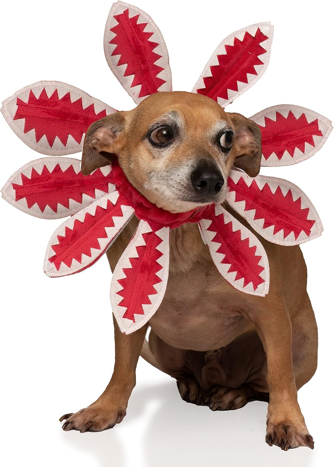 ComfyCamper Disfraz de demonio para perro, talla XL, mediano y pequeño, pastor francés retriever para mascotas, disfraz de Halloween (talla S)