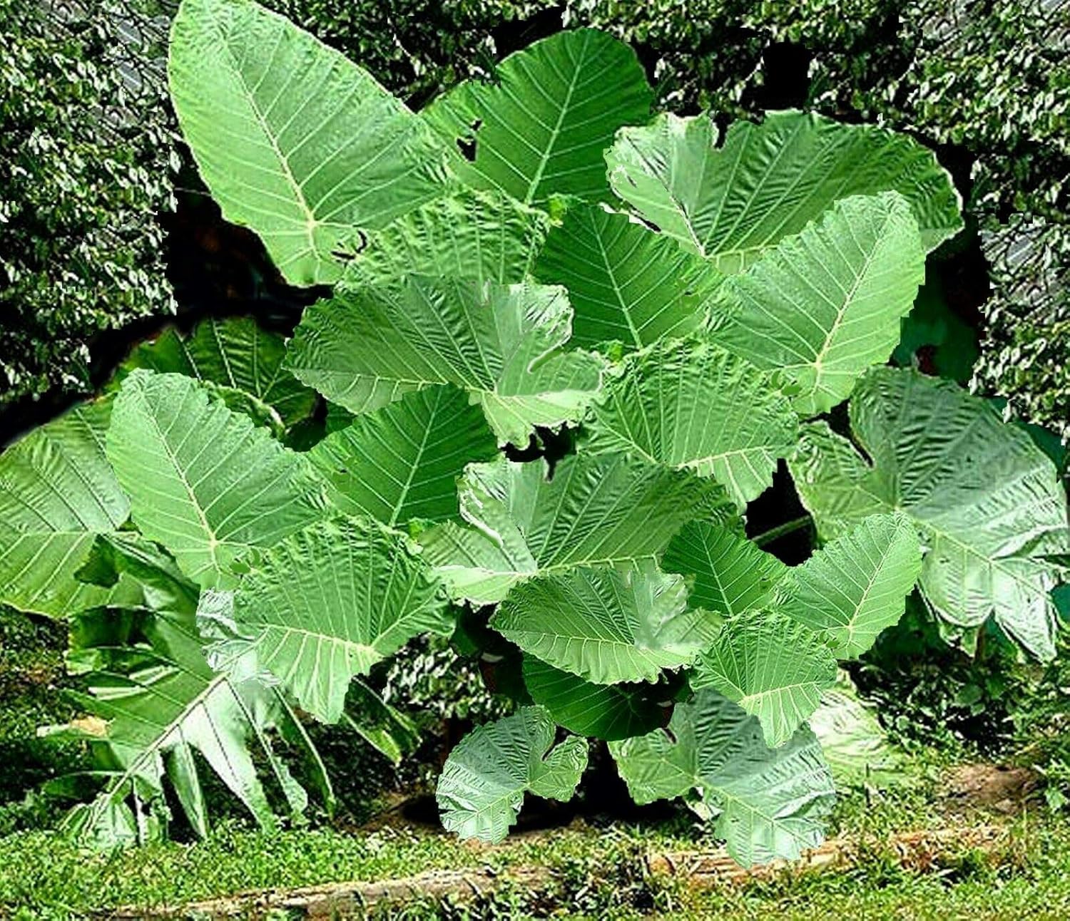3 BOMBILLAS VIVAS Colocasia gigantea Tailandia Oreja de elefante gigante tailandés gigante enorme hoja