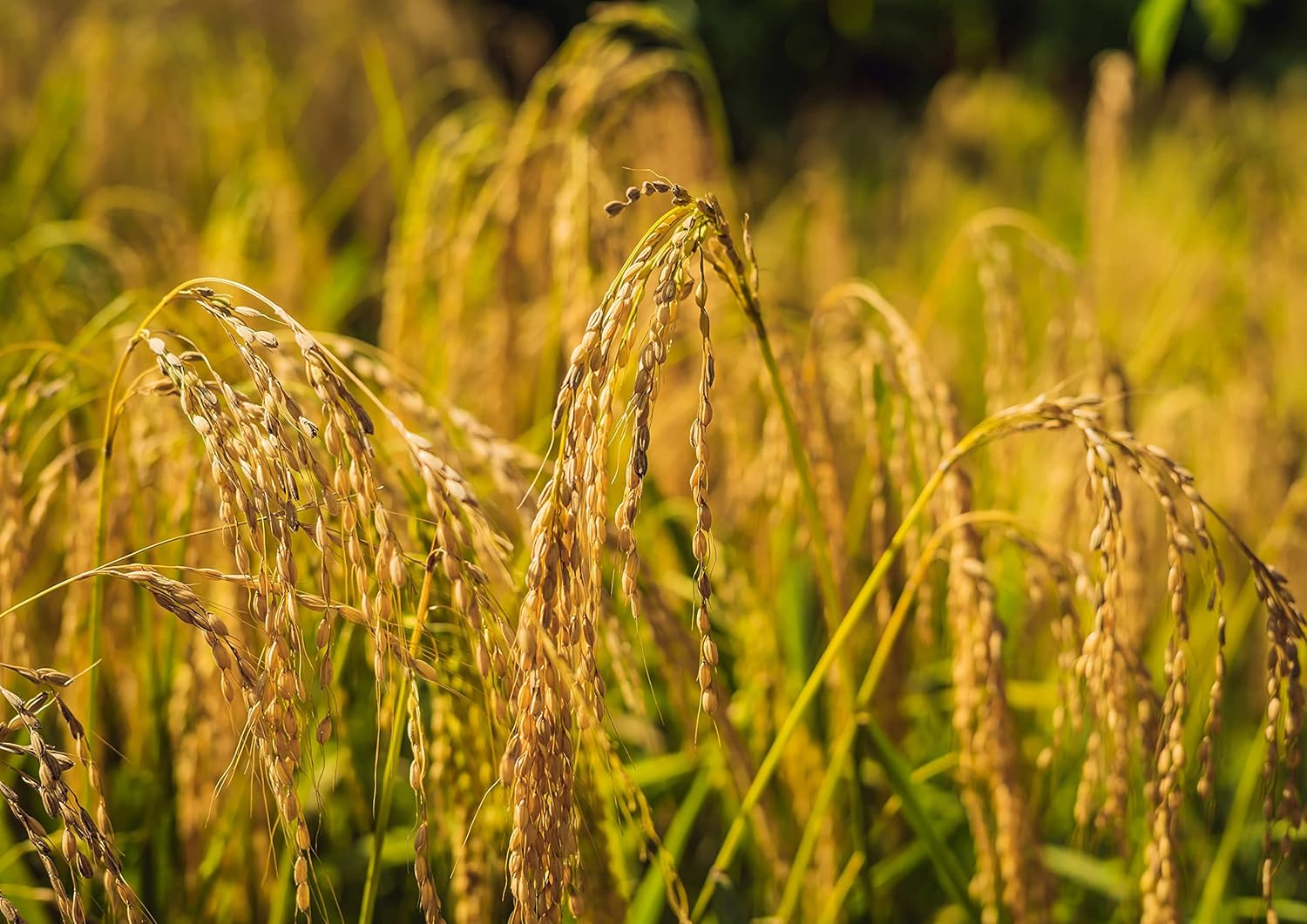 Food to Live – Arroz Basmati integral orgánico certificado (puro, grano largo, sin OGM, a granel)
