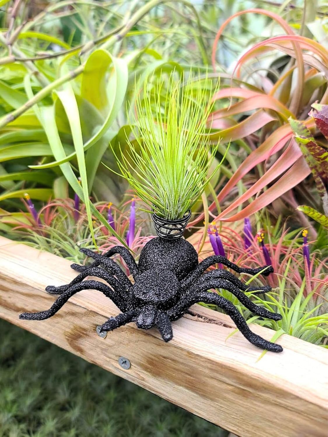 The Drunken Gnome Collection Tillandsia – Soporte de exhibición de plantas de aire con planta de aire de The Drunken Gnome Airplants incluidas
