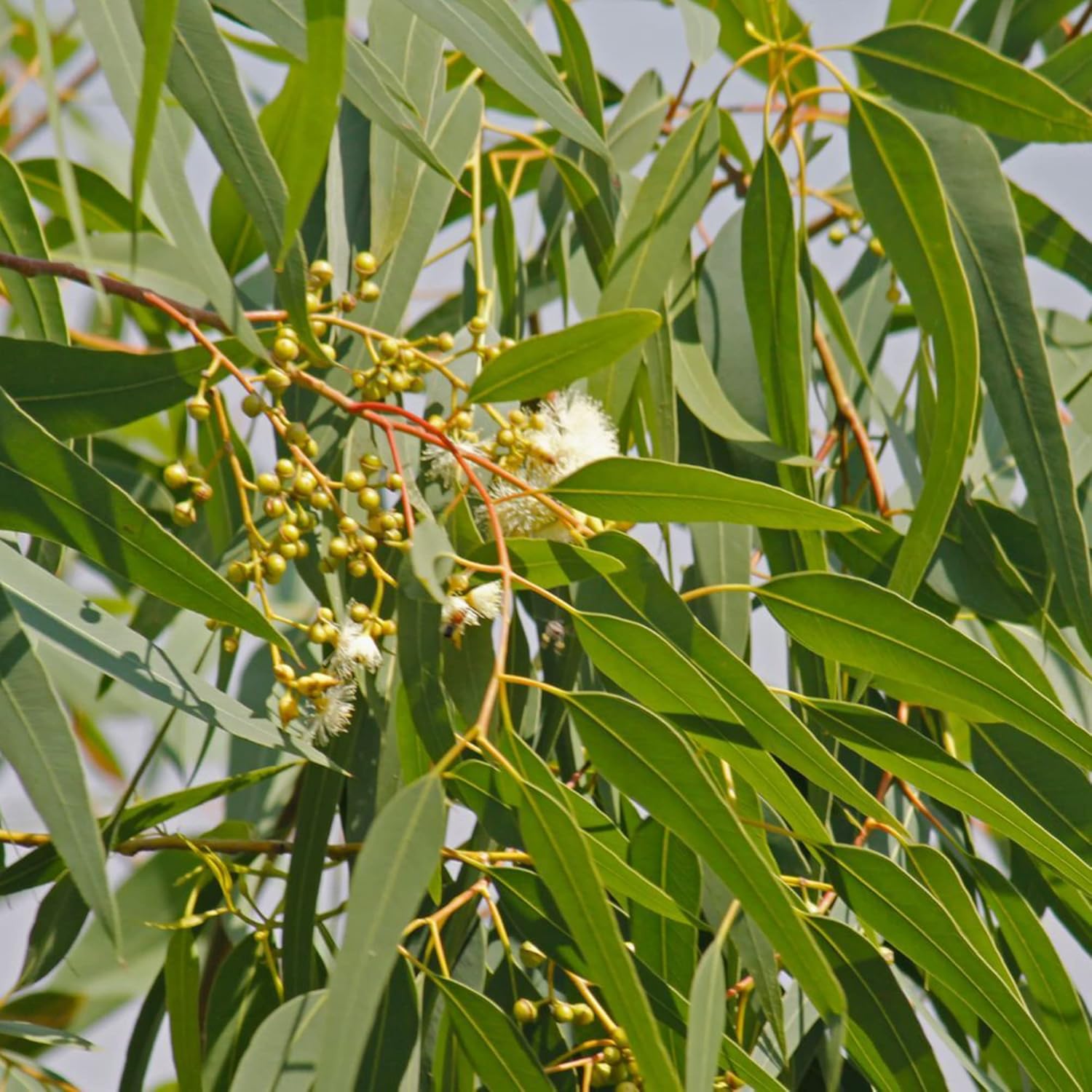 YEGAOL Garden – Semillas de Citriodora de Corymbia – Goma de mascar perfumada con aroma a limón, tolerante a la sequía, fácil de cultivar y cuidar,