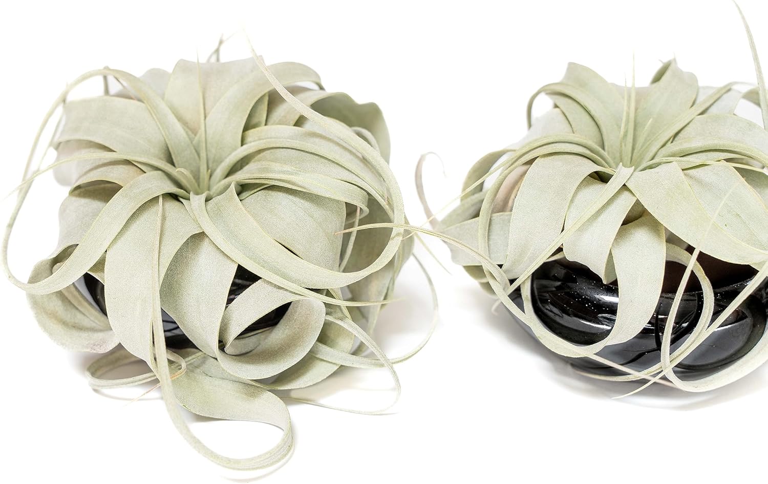 Air Plant Shop Jardín de platos en miniatura con plántulas de Tillandsia Xerographica – Venta al por mayor y a granel – Suculentas – Tillandsia viva