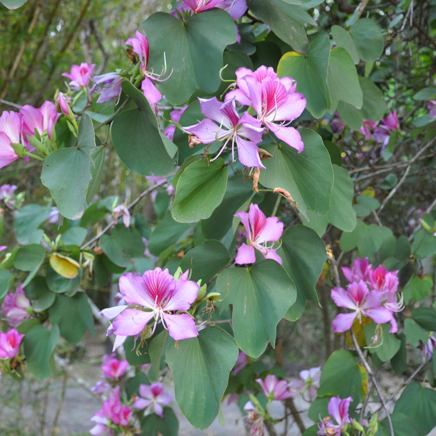 YEGAOL Garden – Semillas de orquídea, árbol de mariposas vistosas y fragantes, atraen mariposas, de bajo mantenimiento, para exteriores, 10 semillas