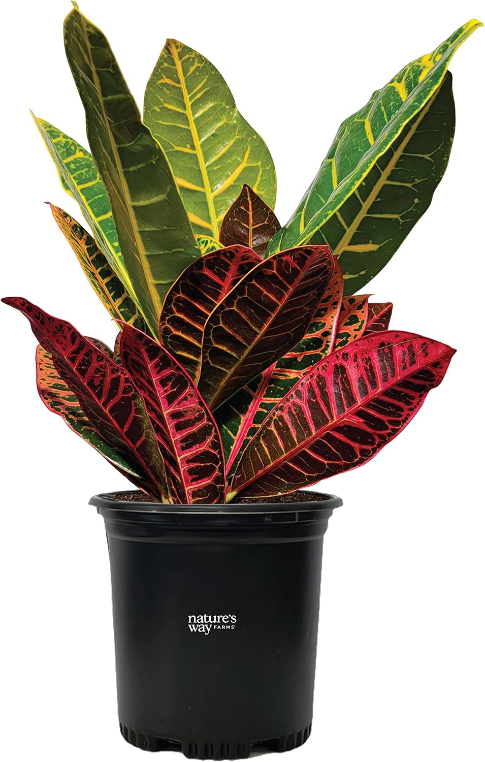 Nature’s Way Farms Croton Petra – Planta viva (18-24 pulgadas de alto) en maceta de cultivo
