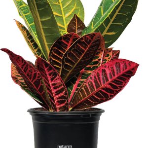 Nature’s Way Farms Croton Petra – Planta viva (18-24 pulgadas de alto) en maceta de cultivo Nature’s Way Farms Croton Petra – Planta viva (18-24 pulgadas de alto) en maceta de cultivo