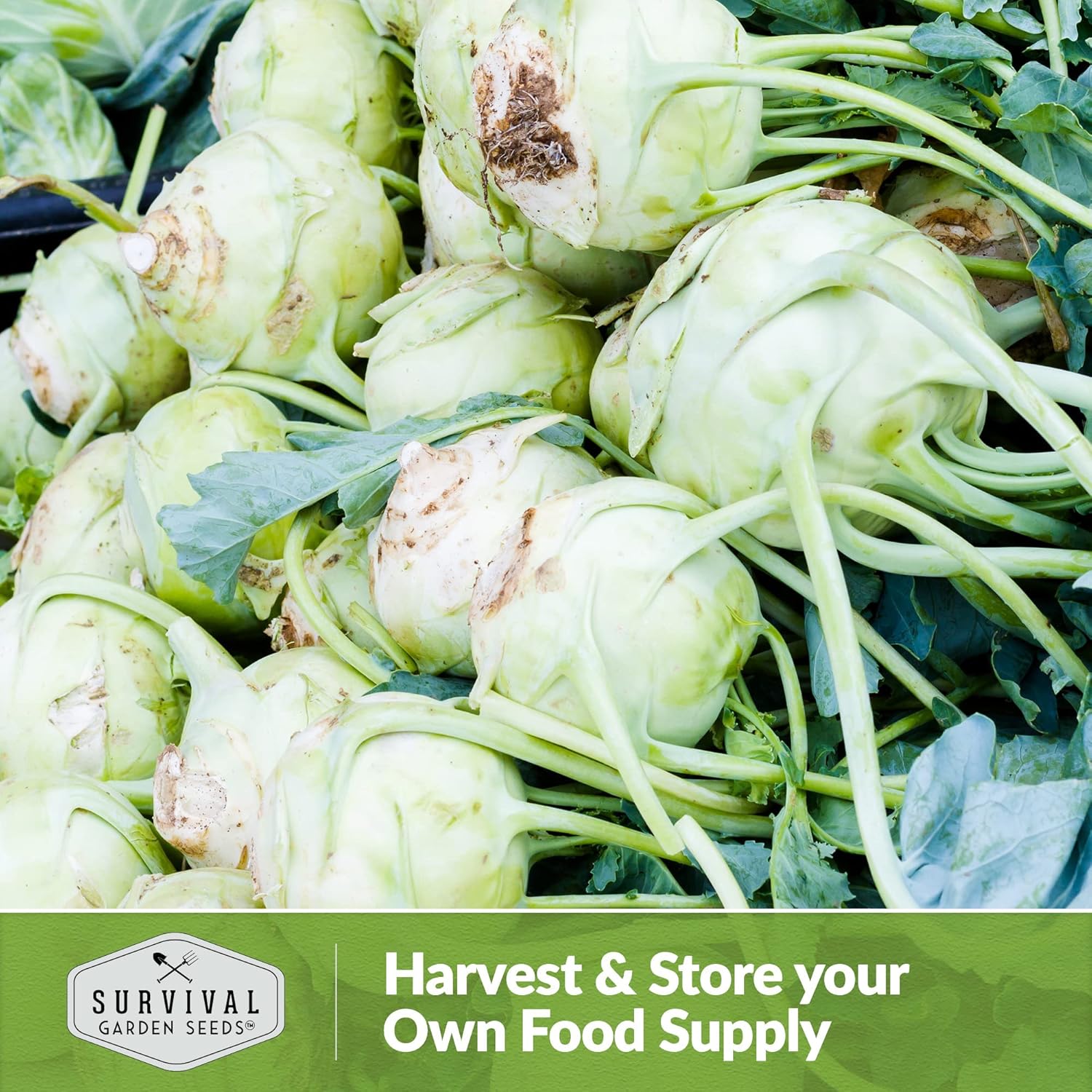 Survival Garden Seeds – Semilla de colinabo blanco de Viena para plantar – 3 paquetes con instrucciones para plantar y cultivar vegetales crucíferos