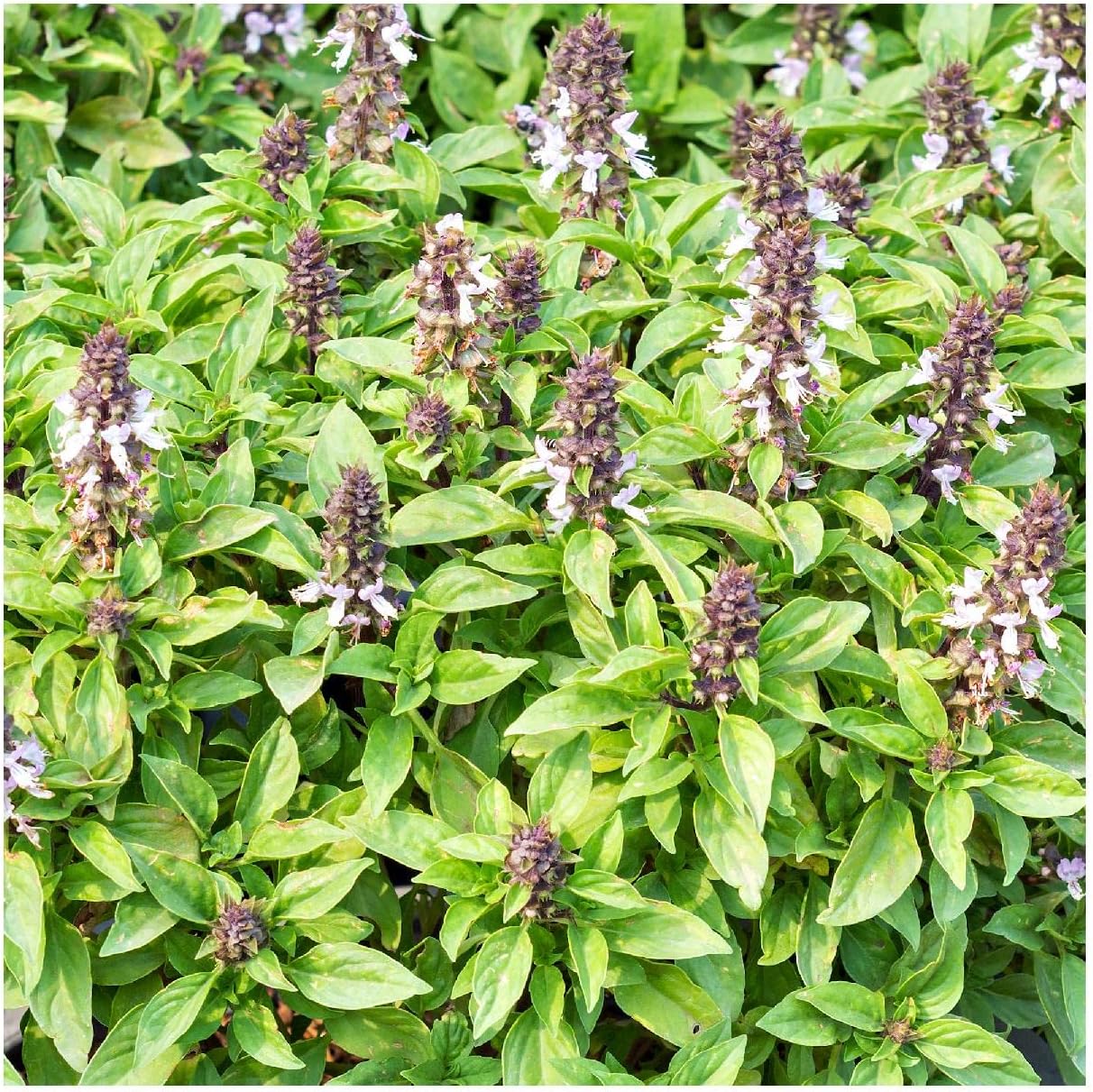 Everwilde Farms – 2000 semillas de hierbas de albahaca tailandesa – Paquete de semillas jumbo Gold Vault