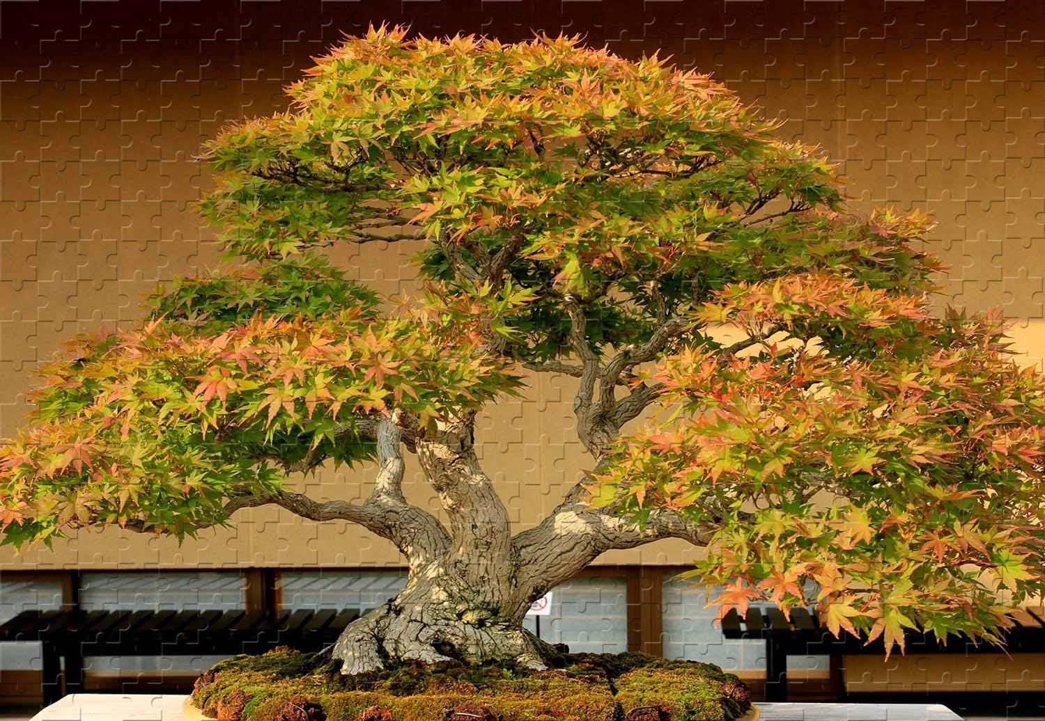Rompecabezas de 500 piezas de árbol bonsái, 20.6 x 15.1 pulgadas, material de madera, personalización, único, para tu foto