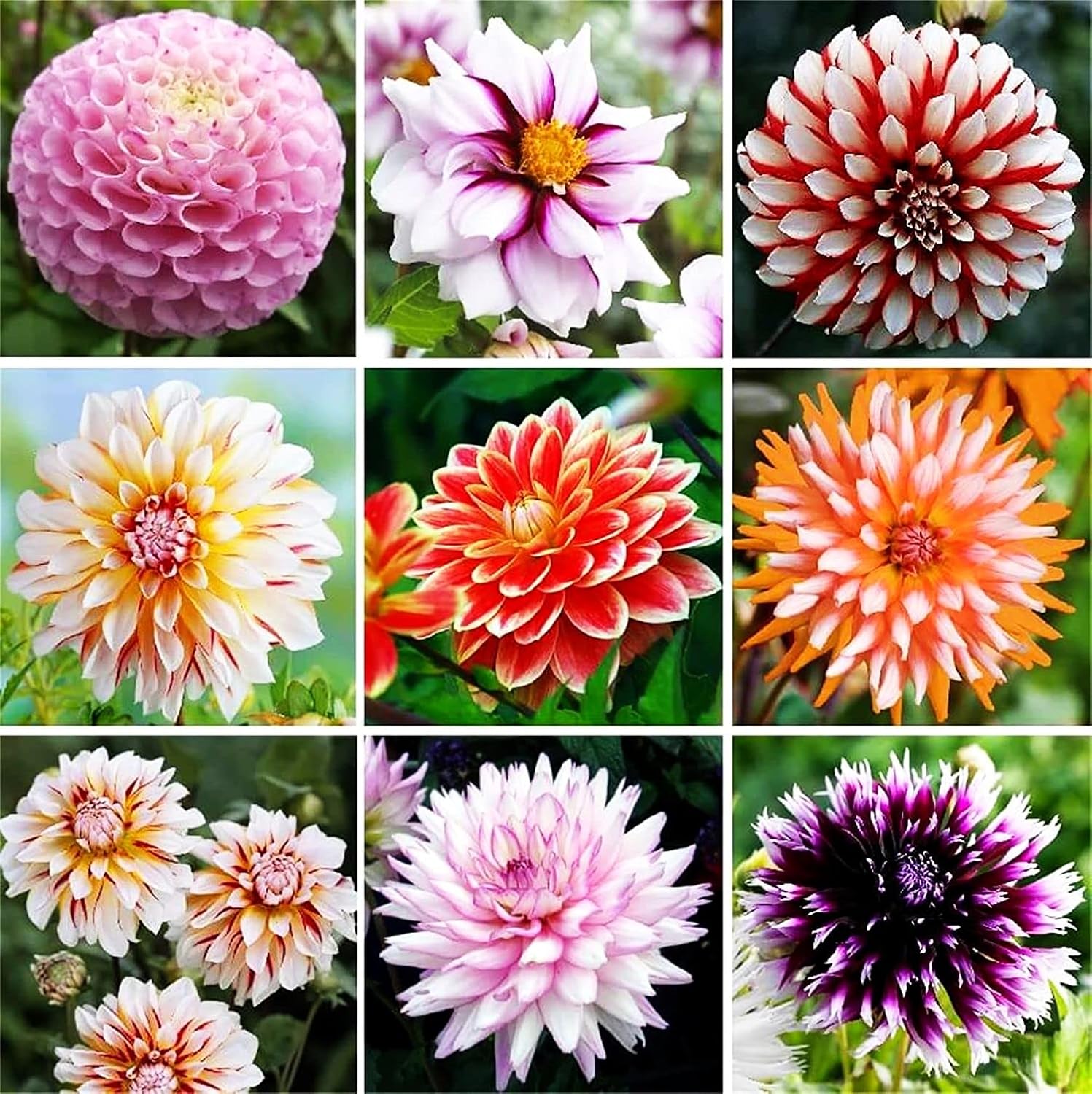 Rare Varieties Plato de cena Rainbow Dahlia Seeds Color mixto 100 piezas – Hecho en Estados Unidos, se envía desde WY