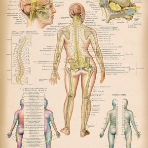 Palace Learning Cuadro anatómico vintage de nervios espinales  Póster de anatomía del sistema nervioso craneal y columna vertebral (con dermatomas) Palace Learning Cuadro anatómico vintage de nervios espinales  Póster de anatomía del sistema nervioso craneal y columna vertebral (con dermatomas)
