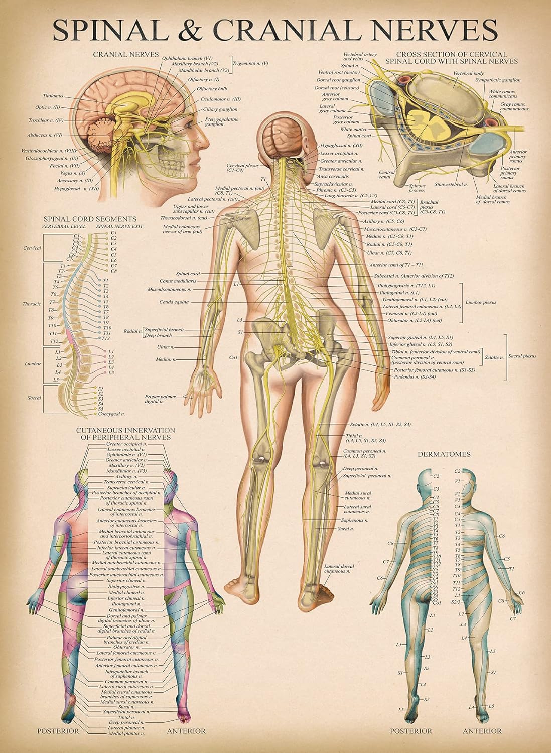 Palace Learning Cuadro anatómico vintage de nervios espinales  Póster de anatomía del sistema nervioso craneal y columna vertebral (con dermatomas)