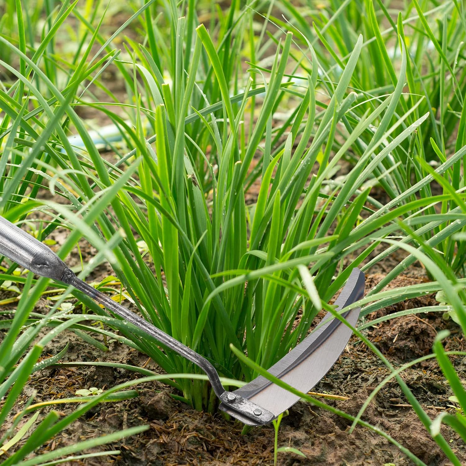 PATIKIL Hoz de deshierbe de 11.4 pulgadas, paquete de 2 ganchos de hierba azada hoe herramientas de jardinería de acero de alto carbono para