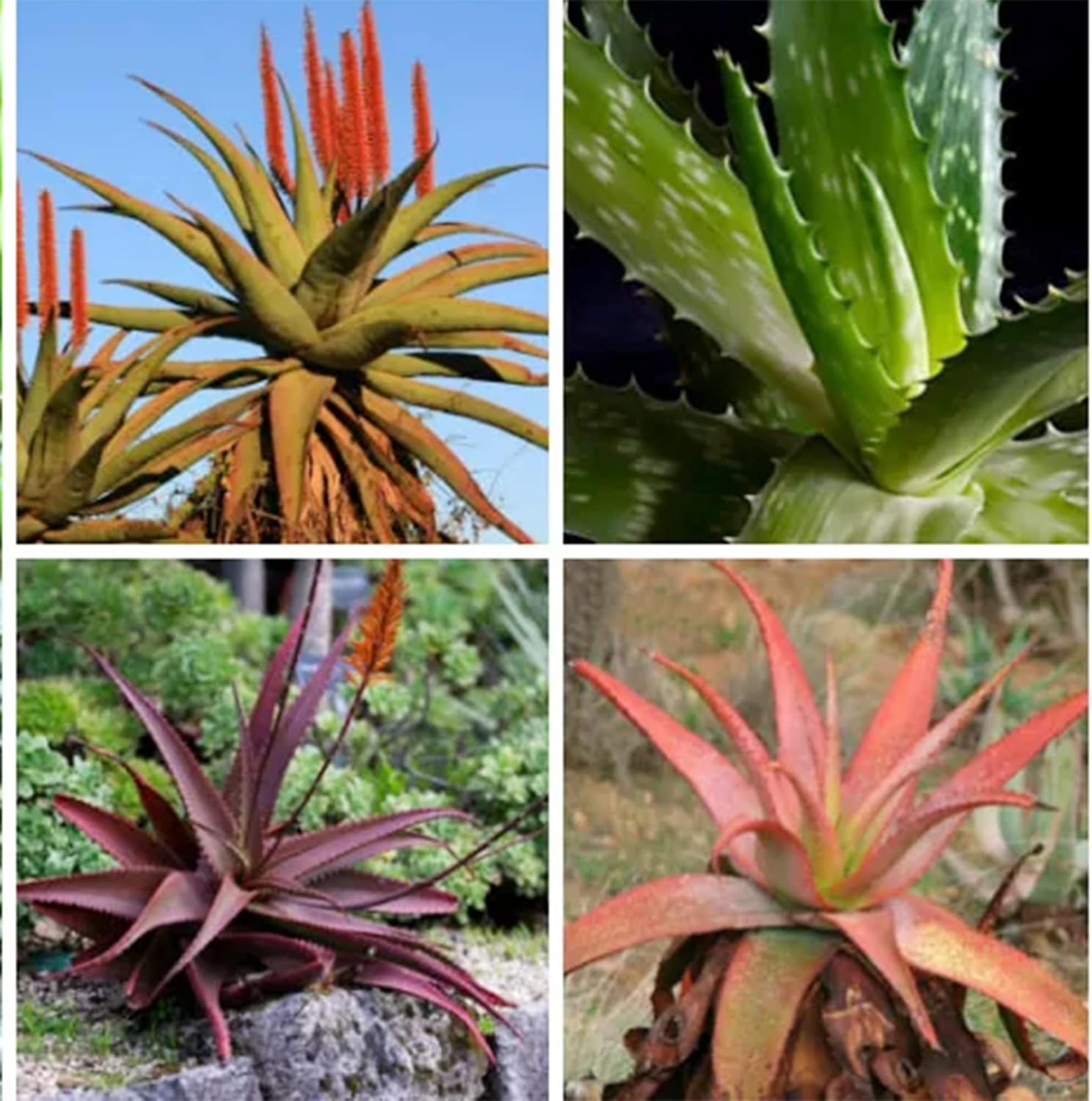 QAUZUY GARDEN Semillas de aloe vera mezcladas con 100 semillas de plantas suculentas exóticas perennes, llamativa planta suculenta fragante, bajo