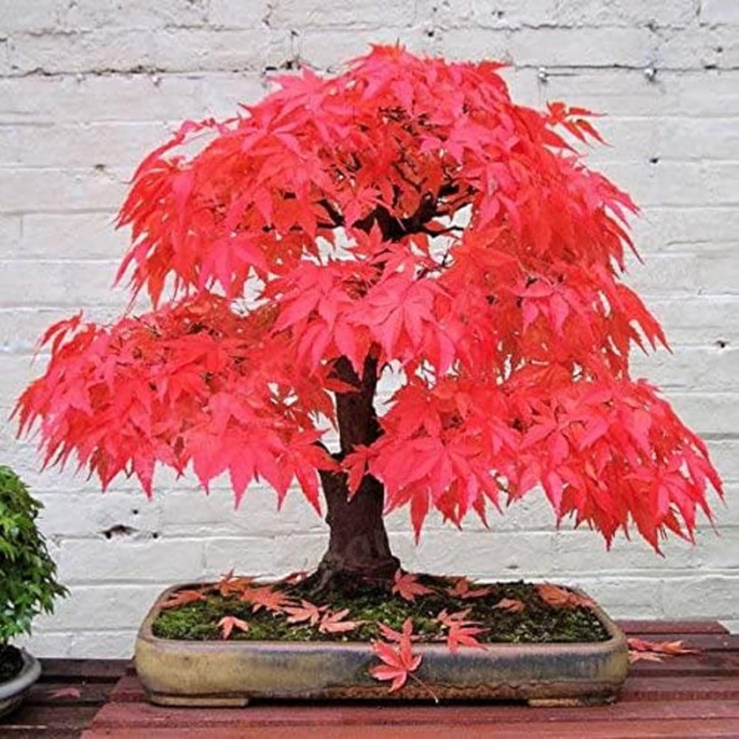 CHUXAY GARDEN 30 semillas de arce rojo fantasma,Acer Palmatum,Árbol de arce japonés llamativa planta de paisajismo Rara hoja roja árbol paisajismo
