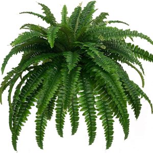 GYERB Helechos falsos grandes, 88 ramas, helechos artificiales, plantas de helecho Boston sintético para el hogar, oficina, jardín, decoración GYERB Helechos falsos grandes, 88 ramas, helechos artificiales, plantas de helecho Boston sintético para el hogar, oficina, jardín, decoración
