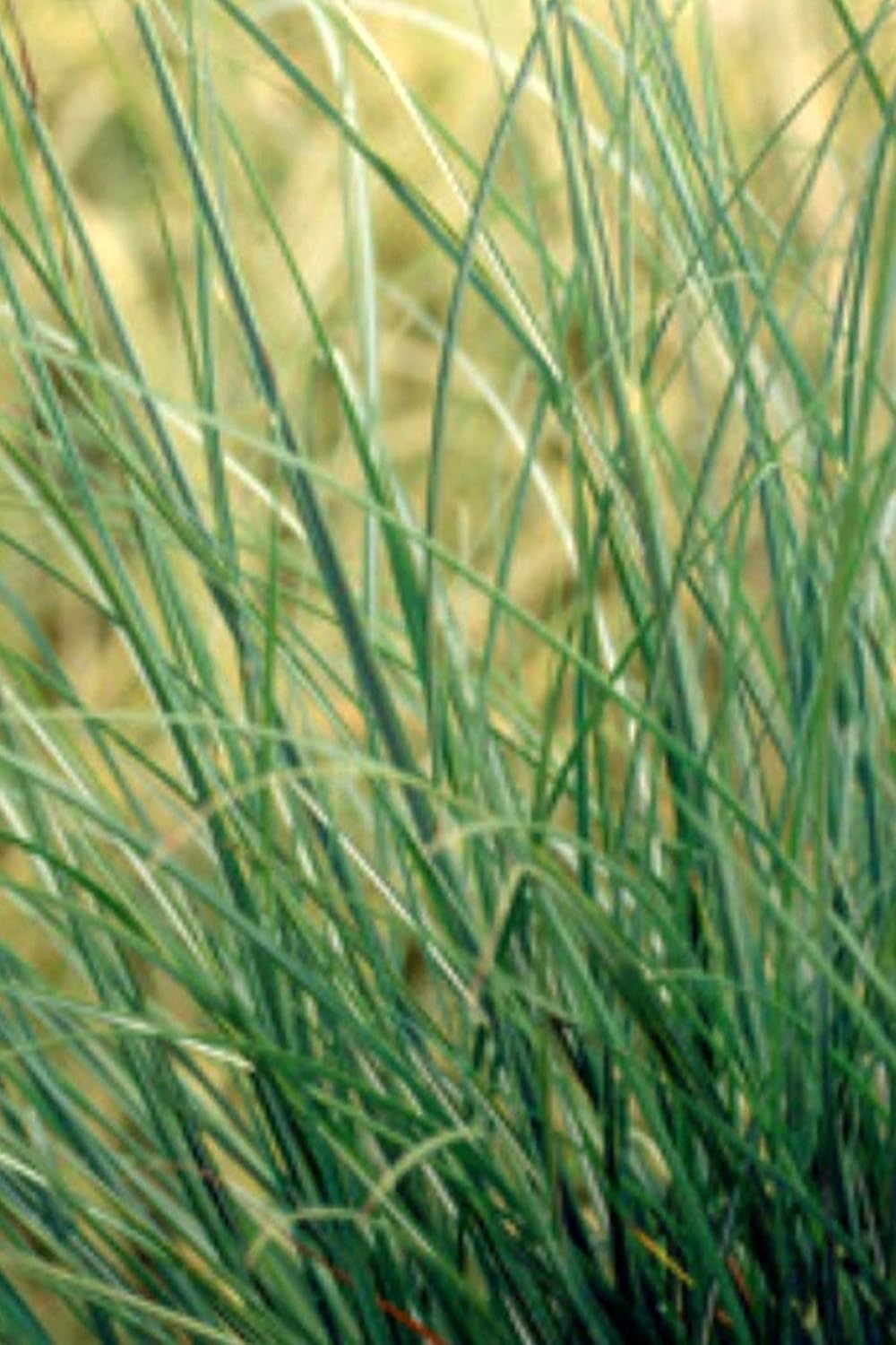 Silvergrass chino, Adagio Miscanthus, hierba doncella enana (paisaje, verde, plata, hierba, plumas) (Barco AZ CA), 3 galones
