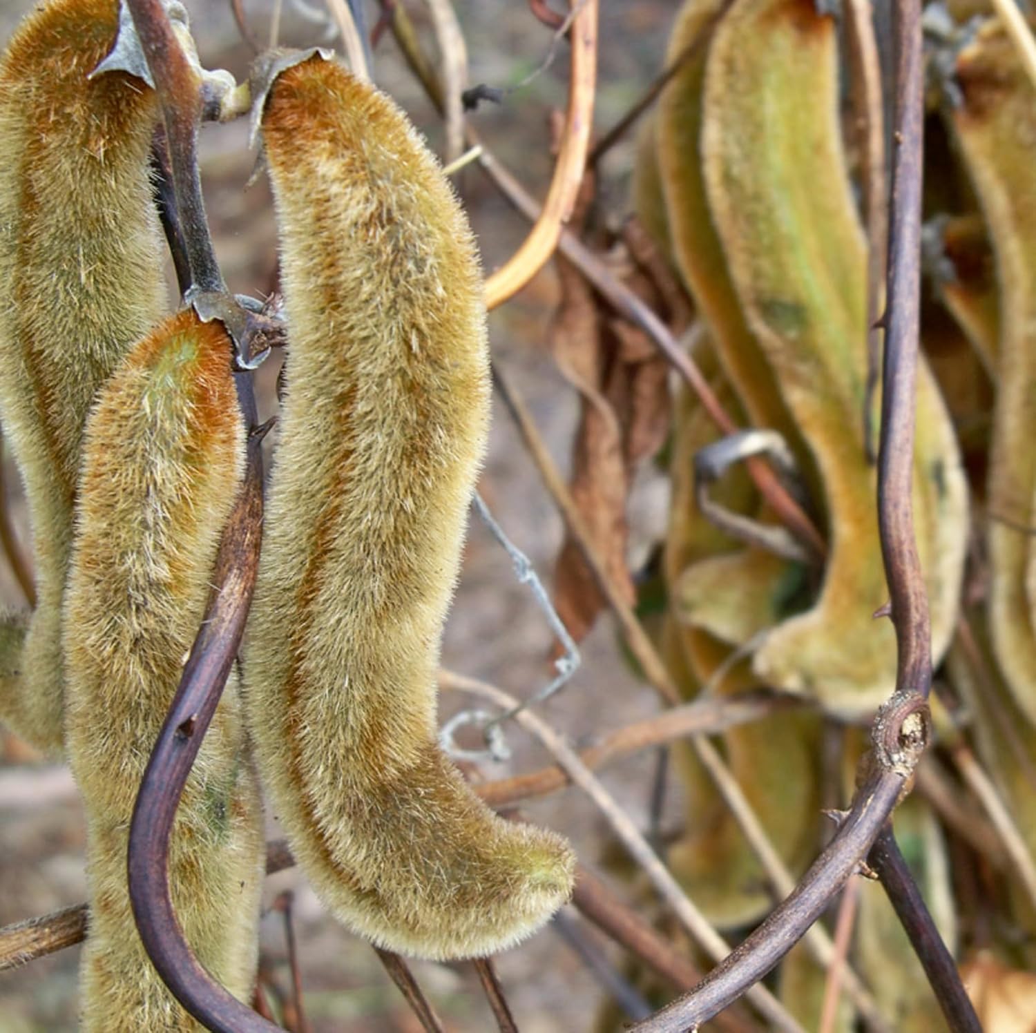 CHUXAY GARDEN Semillas de frijol de terciopelo, 60 semillas de reliquia, mucuna pruriens, planta comestible, orgánica, vegetal, anual, arbusto