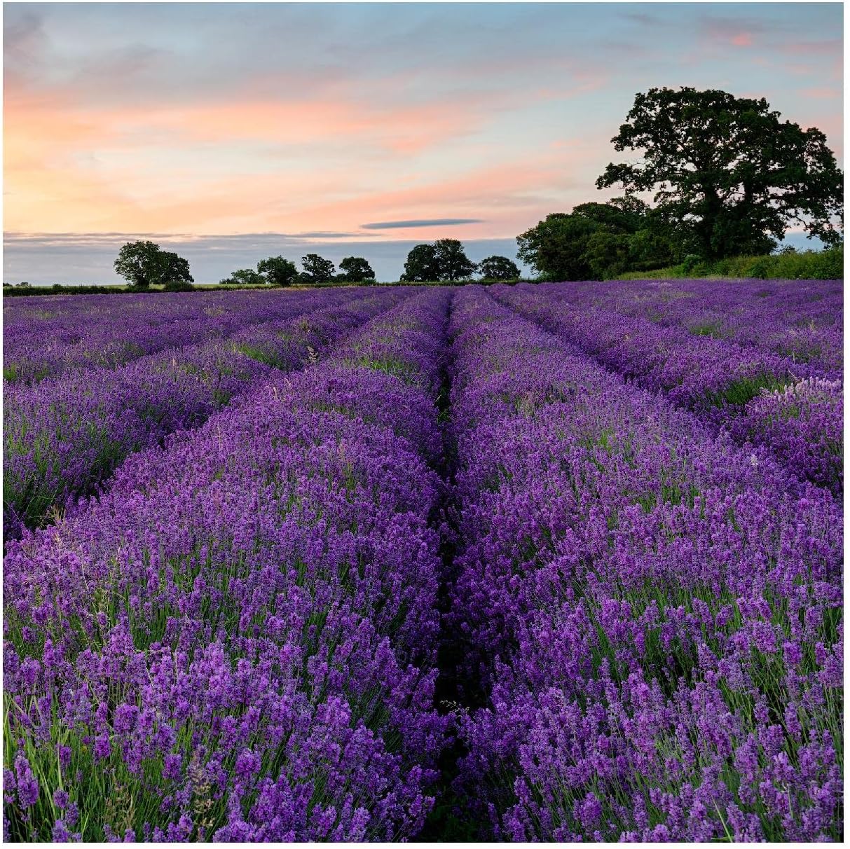 Everwilde Farms – 2000 semillas de hierbas de lavanda Vera – Paquete de semillas jumbo Gold Vault