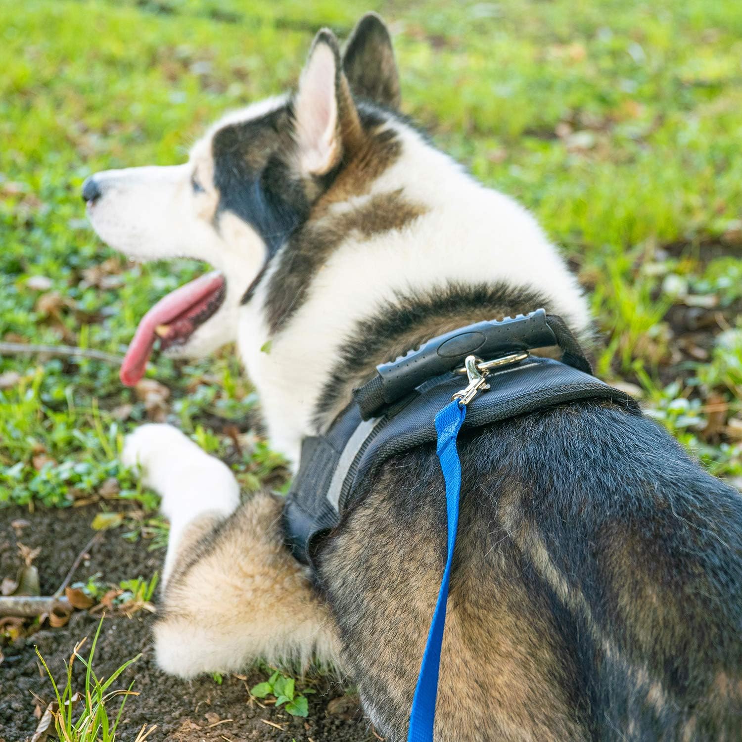 Hi Kiss – Correa de entrenamiento para perros y cachorros de 15 pies, 20 pies, 30 pies, 50 pies, 100 pies, ideal para entrenamiento, juego,
