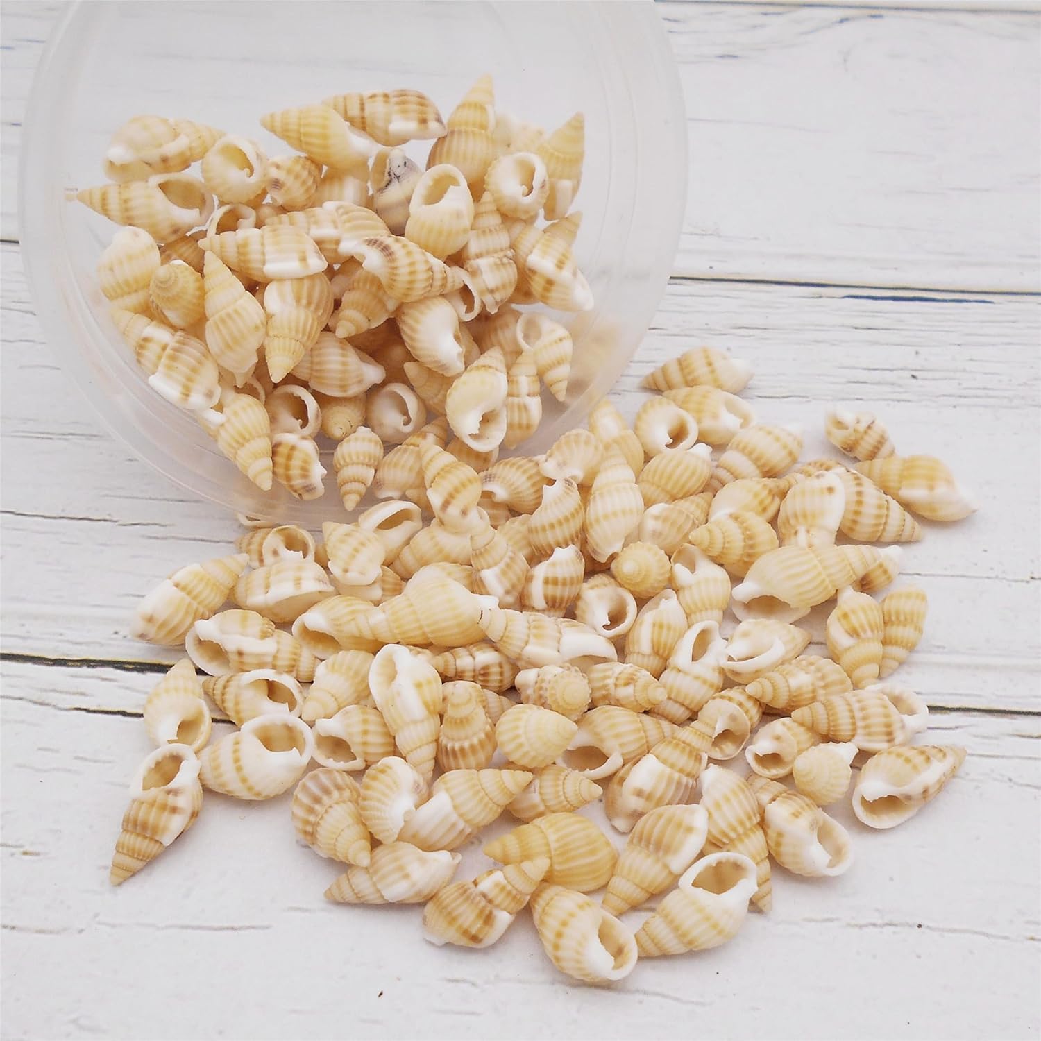 Cerca de 250 piezas de conchas en espiral de playa de concha de mar de color amarillo natural para manualidades, mini caracola, concha de mar para