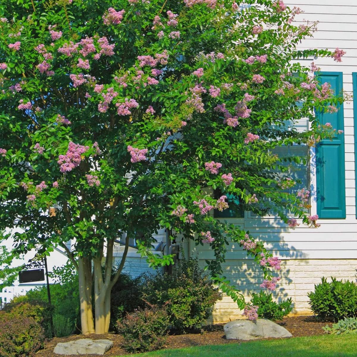 Crape Myrtle Muskogee  10 plantas vivas  Lagerstroemia Indica  Hermoso árbol floreciente de lavanda de bajo mantenimiento