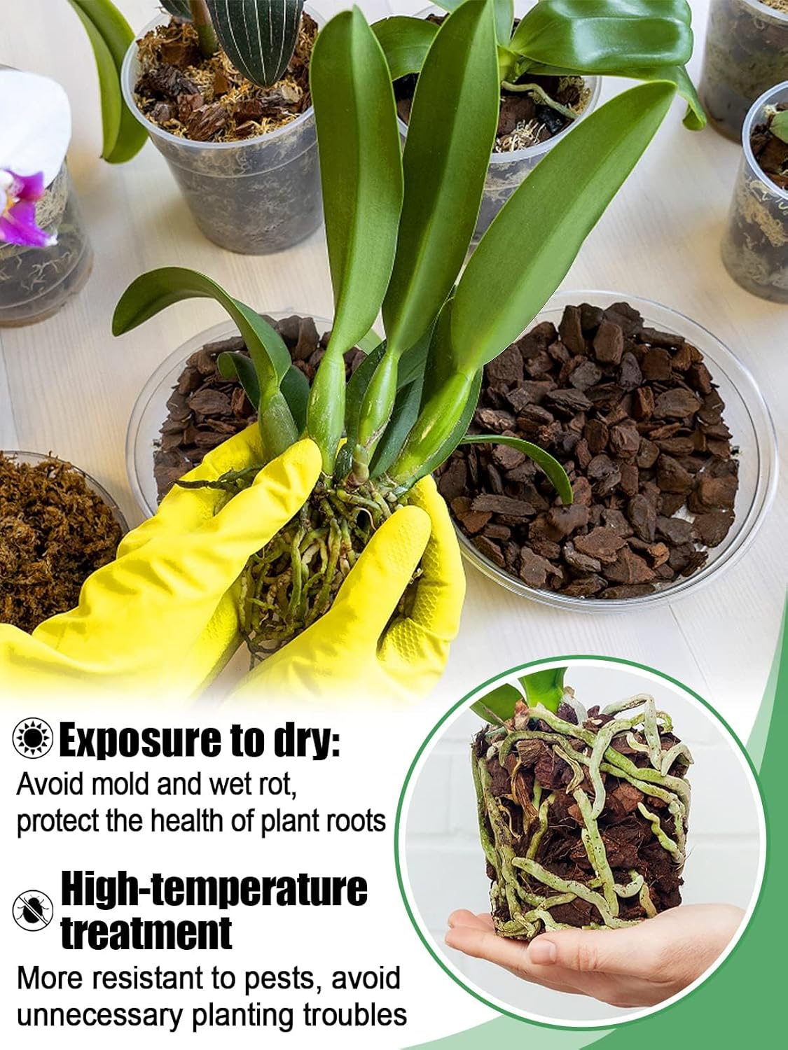 Corteza para macetas de orquídeas, corteza de madera de pino orgánica mediana de Nueva Zelanda secada al sol para orquídeas, mezcla de compost