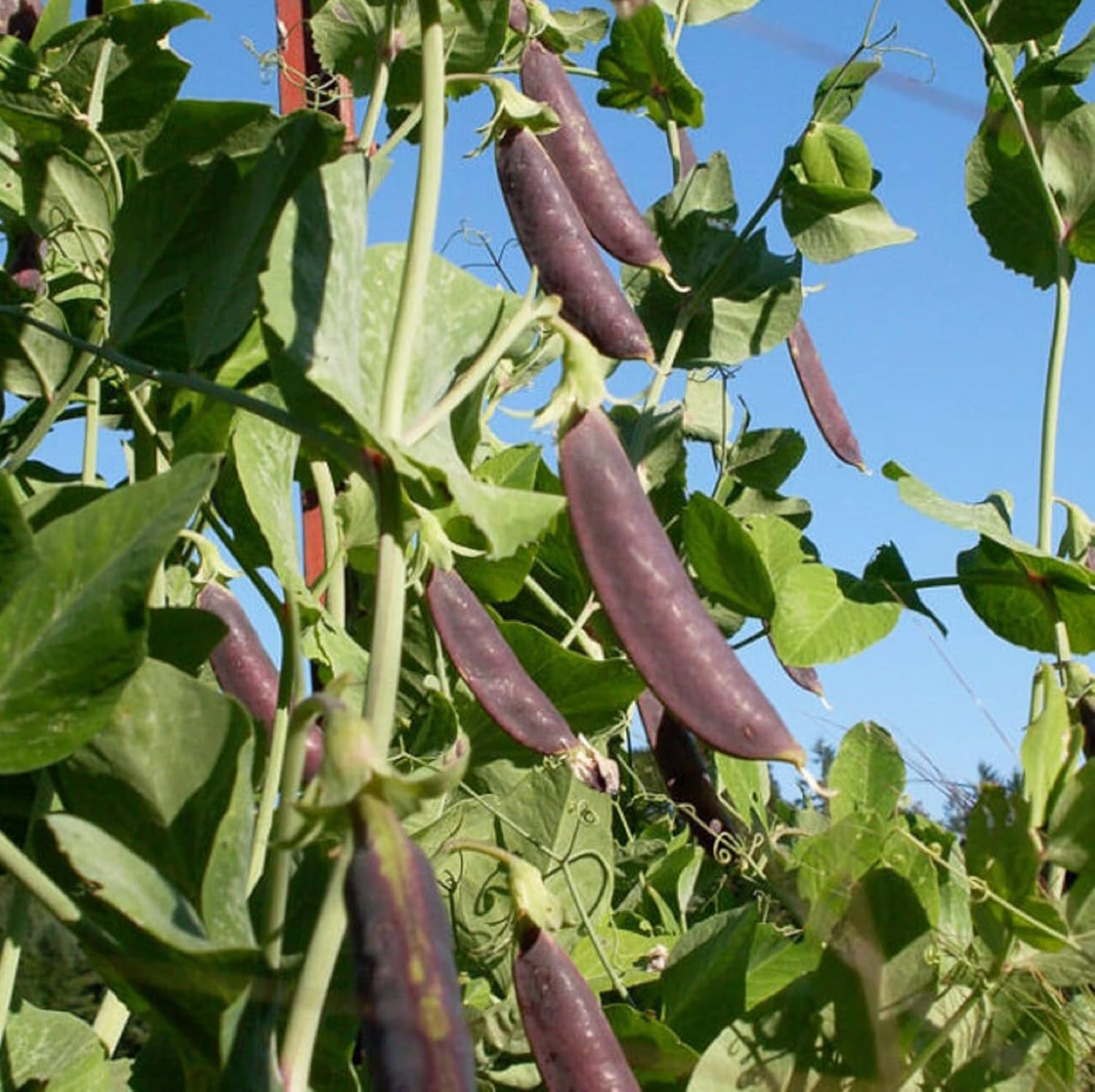 CHUXAY GARDEN 100 semillas de guisante de azúcar de magnolia, guisante de azúcar de color morado profundo, Pisum Sativum delicioso vegetal ideal