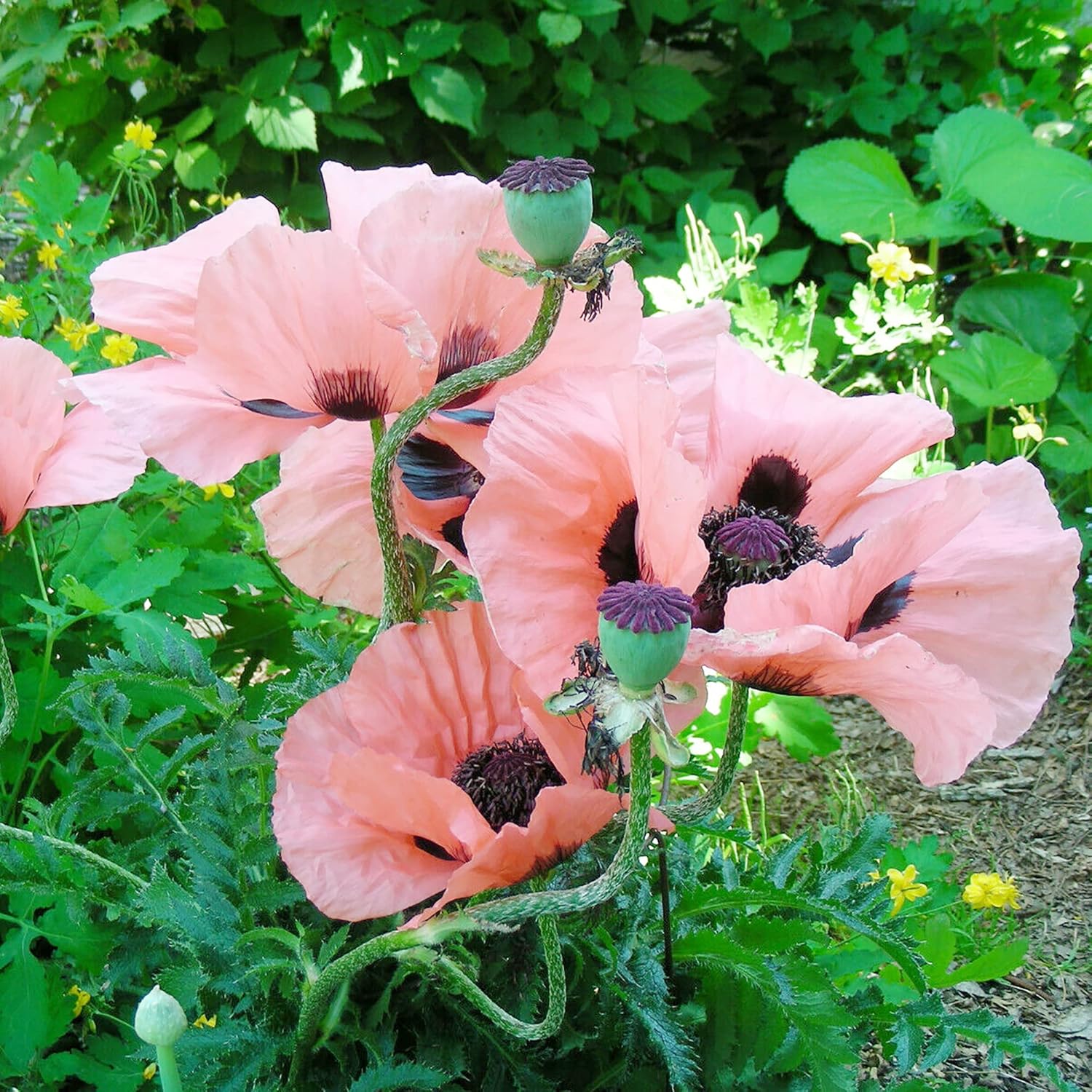 YEGAOL Garden – Semillas orientales de amapola oriental “Princesa Victoria Louise”, atrae polinizadores, bordes tolerantes a la sequía, ciervos y