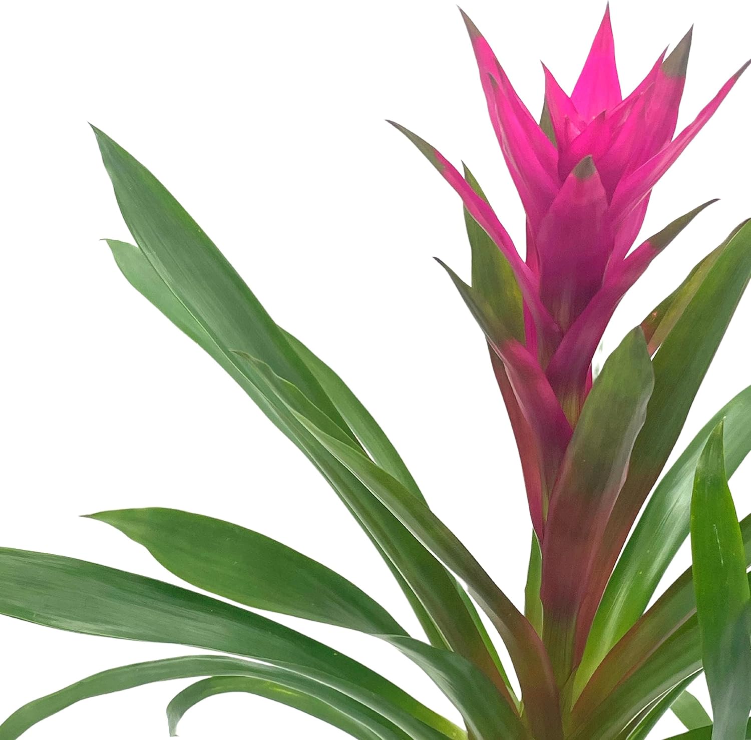 BubbleBlooms Bromelia púrpura en maceta de 4 pulgadas Guzmania monostachia West Indian Tufted Airplant