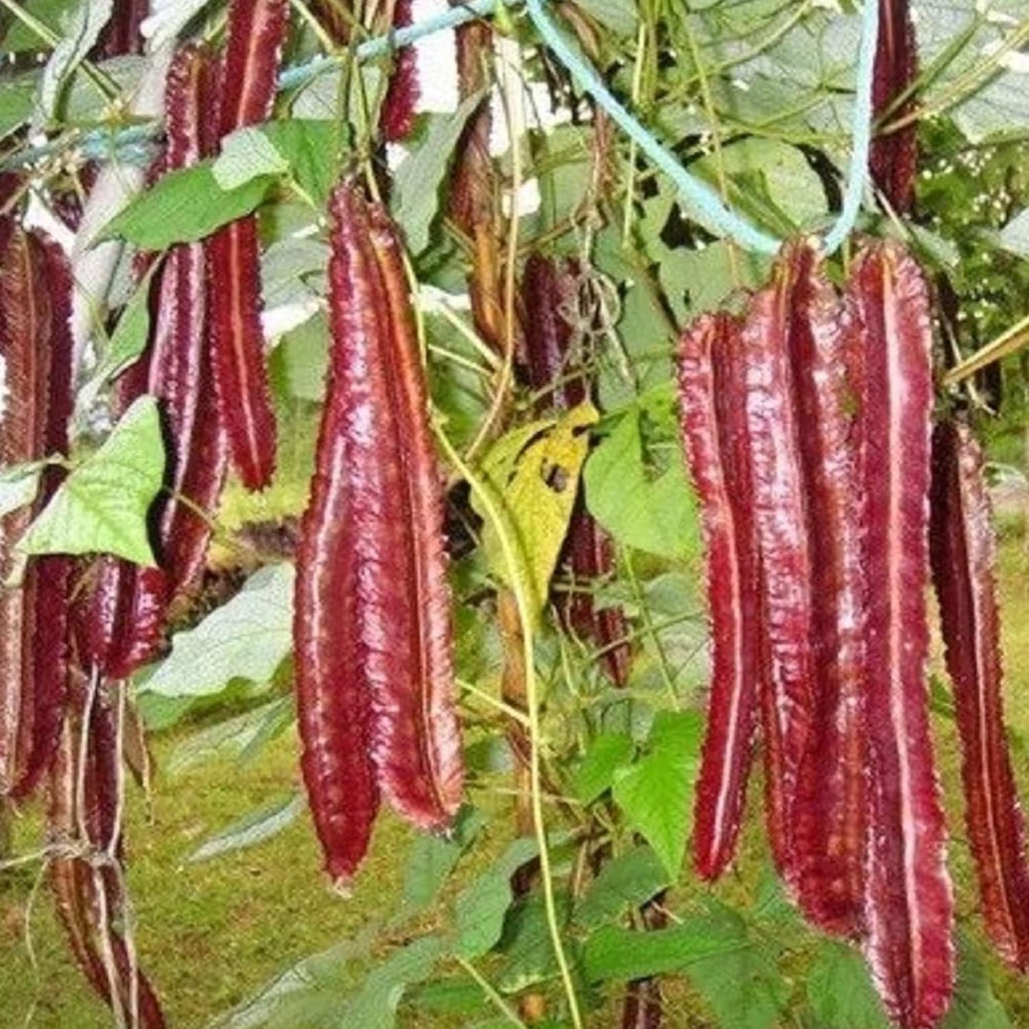YEGAOL Garden – Semillas de frijol aladas moradas Psophocarpus Tetragonolobus, sabor único, valor nutricional, culinario, libre de OGM, para jardín,