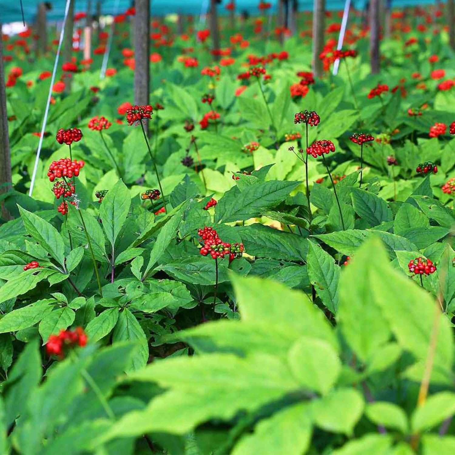 QAUZUY GARDEN – 300 semillas de ginseng americano estratificadas Panax quinquefolium L, fáciles de cultivar, cultiva tu propio ginseng