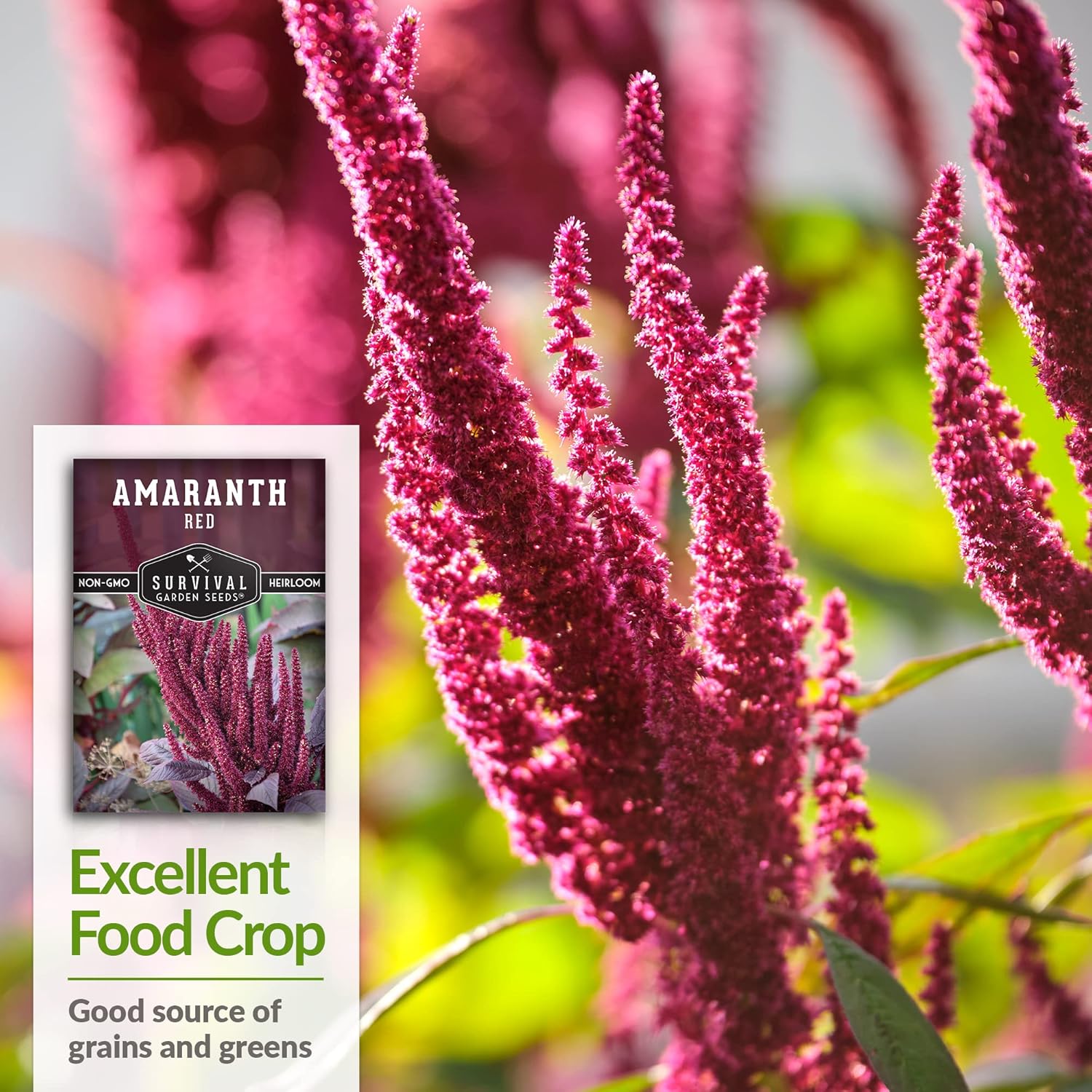 Survival Garden Seeds – Semilla de amaranto rojo para plantar – 3 paquetes con instrucciones para plantar y cultivar plantas gigantes de grano