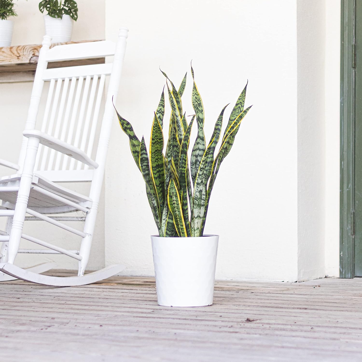 Sansevieria Live Indoor Snake Planta