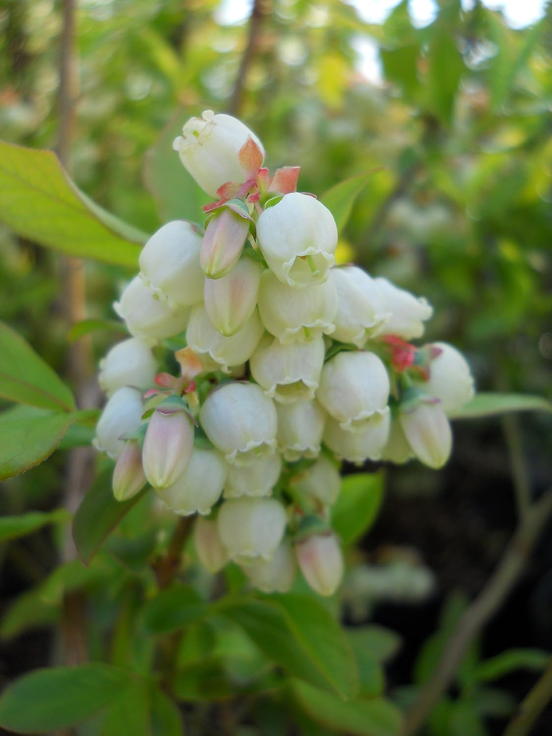 Bushel and Berry – Vaccinium cor. Glaseado de arándano, patriota, Patriot