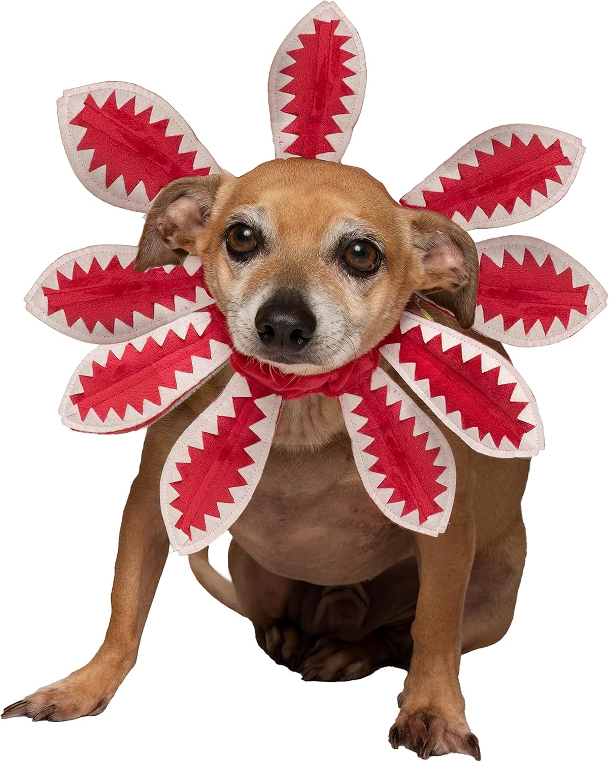 ComfyCamper Disfraz de demonio para perro, talla XL, mediano y pequeño, pastor francés retriever para mascotas, disfraz de Halloween (talla S)