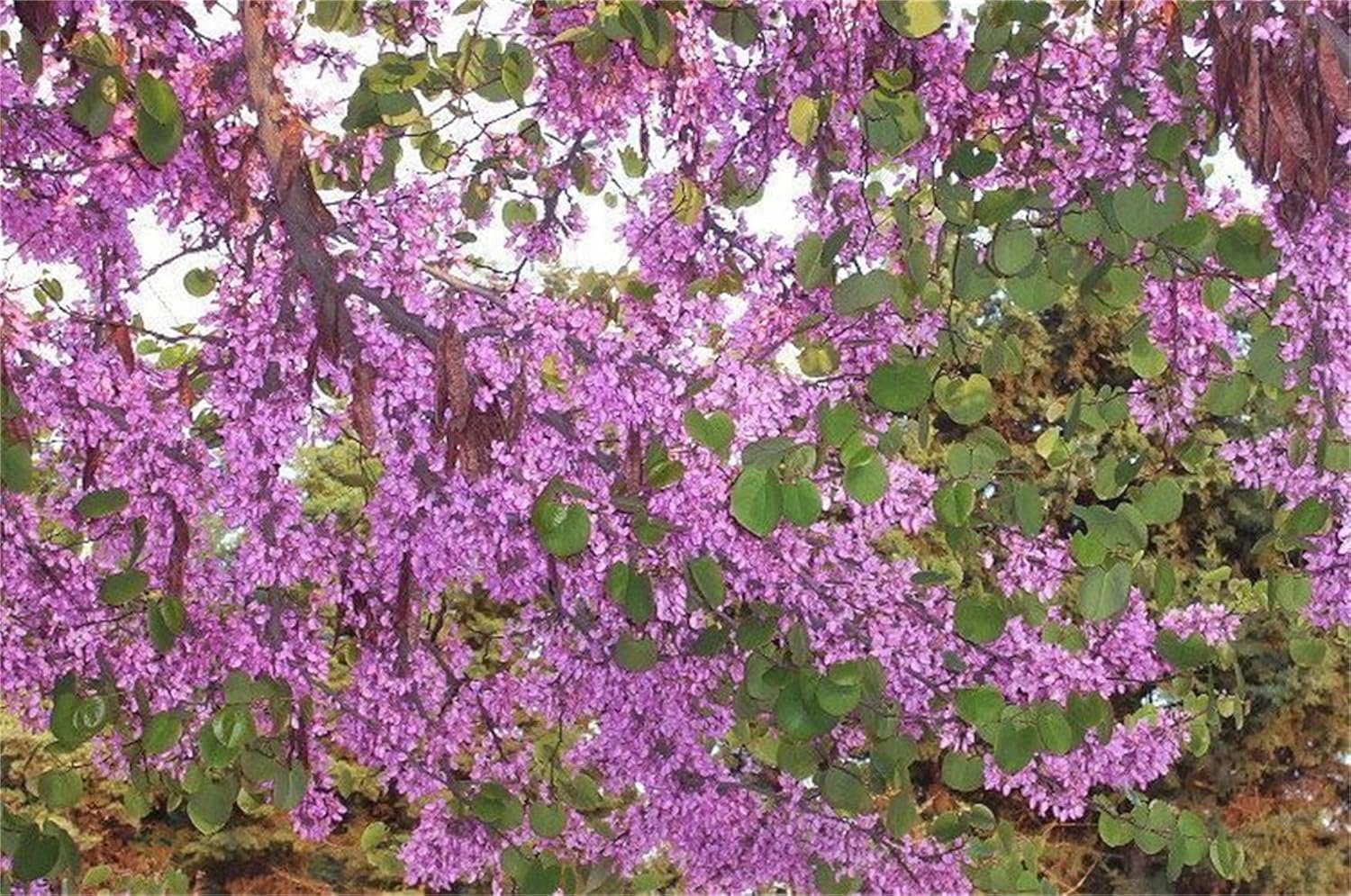 Semillas de árbol de plantas raras Cercis Occidentalis 50+ Seeds – Western Redbud Arbusto resistente al frío o árbol ornamental