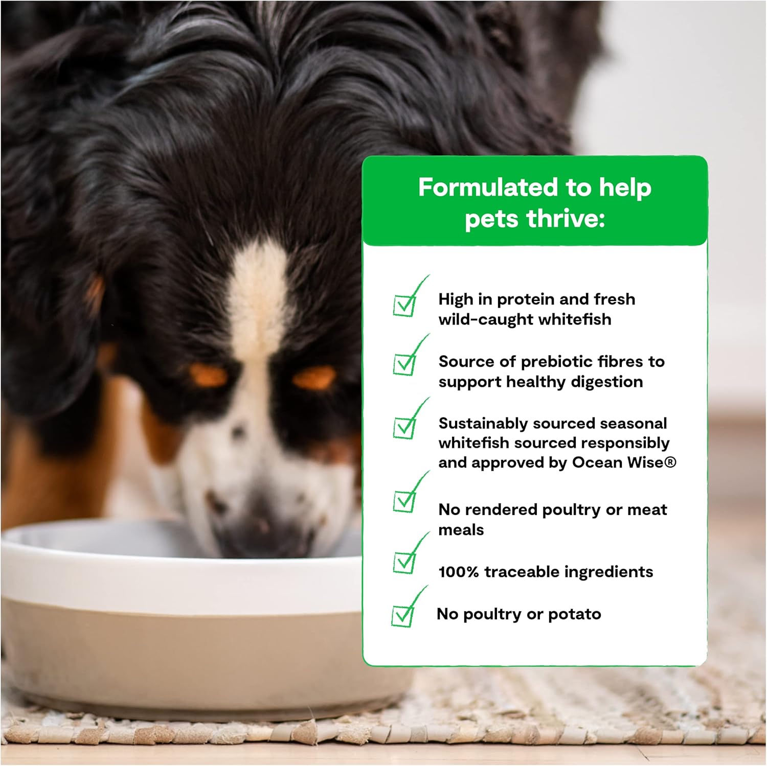 Open Farm Catch-of-The-Season – Alimento seco para perros sin granos, receta de pescado capturado de forma sostenible con superalimentos sin OMG y