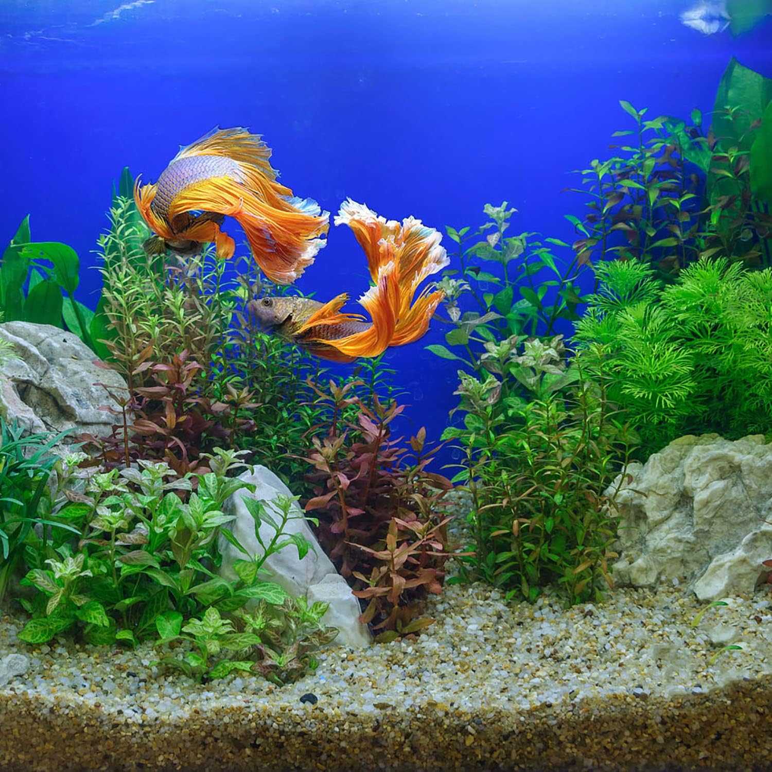 Plantas artificiales de acuario, plantas de pecera de 21.5 pulgadas de alto, grandes plantas artificiales de plástico verde artificial, cañas de